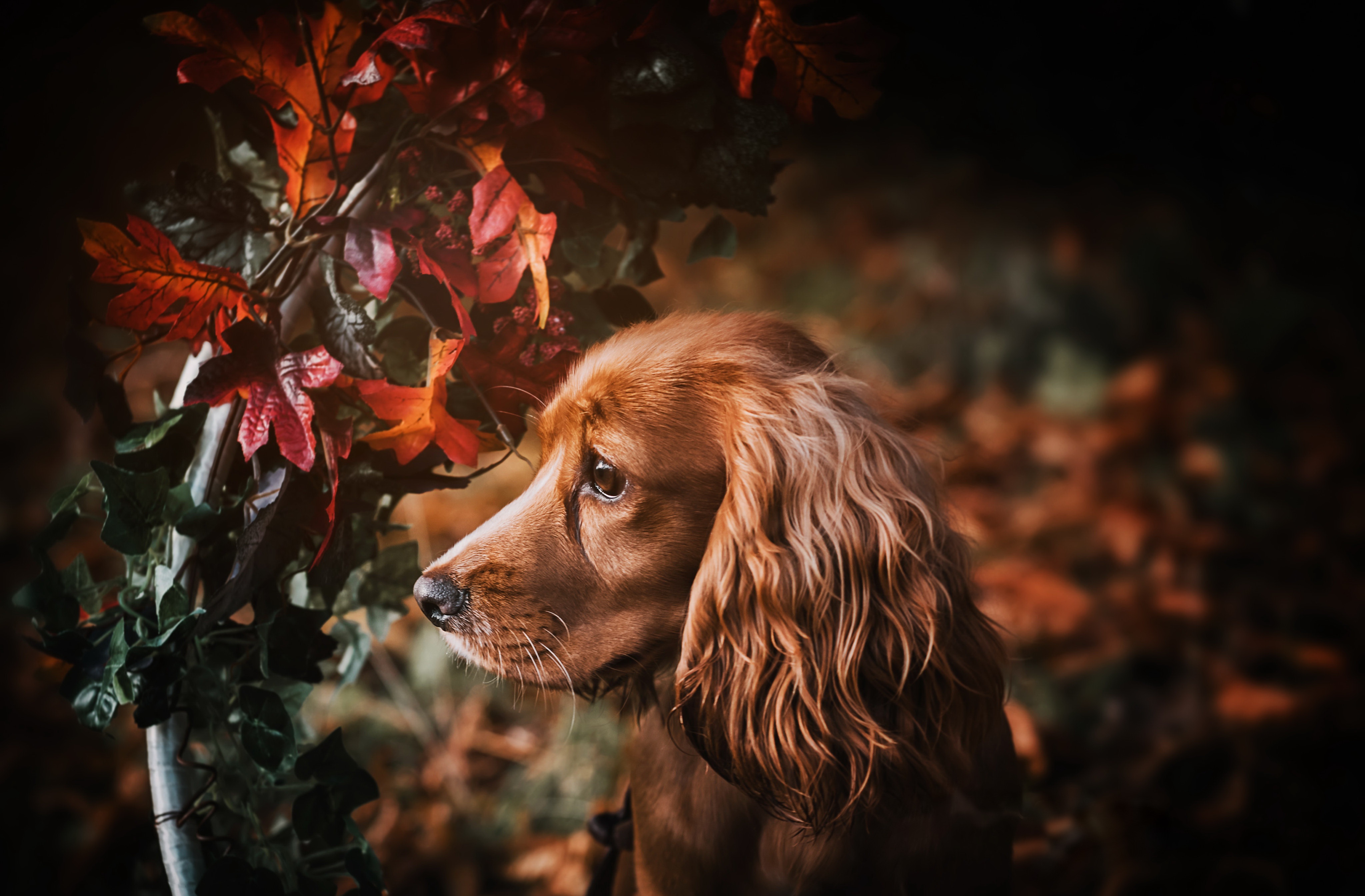 Spaniel Wallpapers