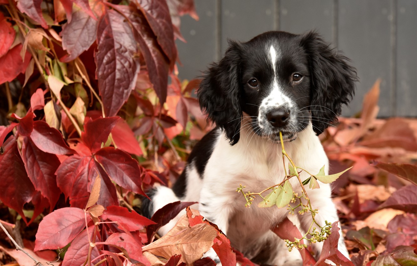 Spaniel Wallpapers