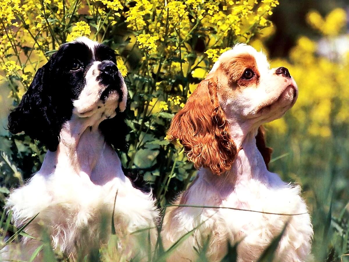 Spaniel Wallpapers