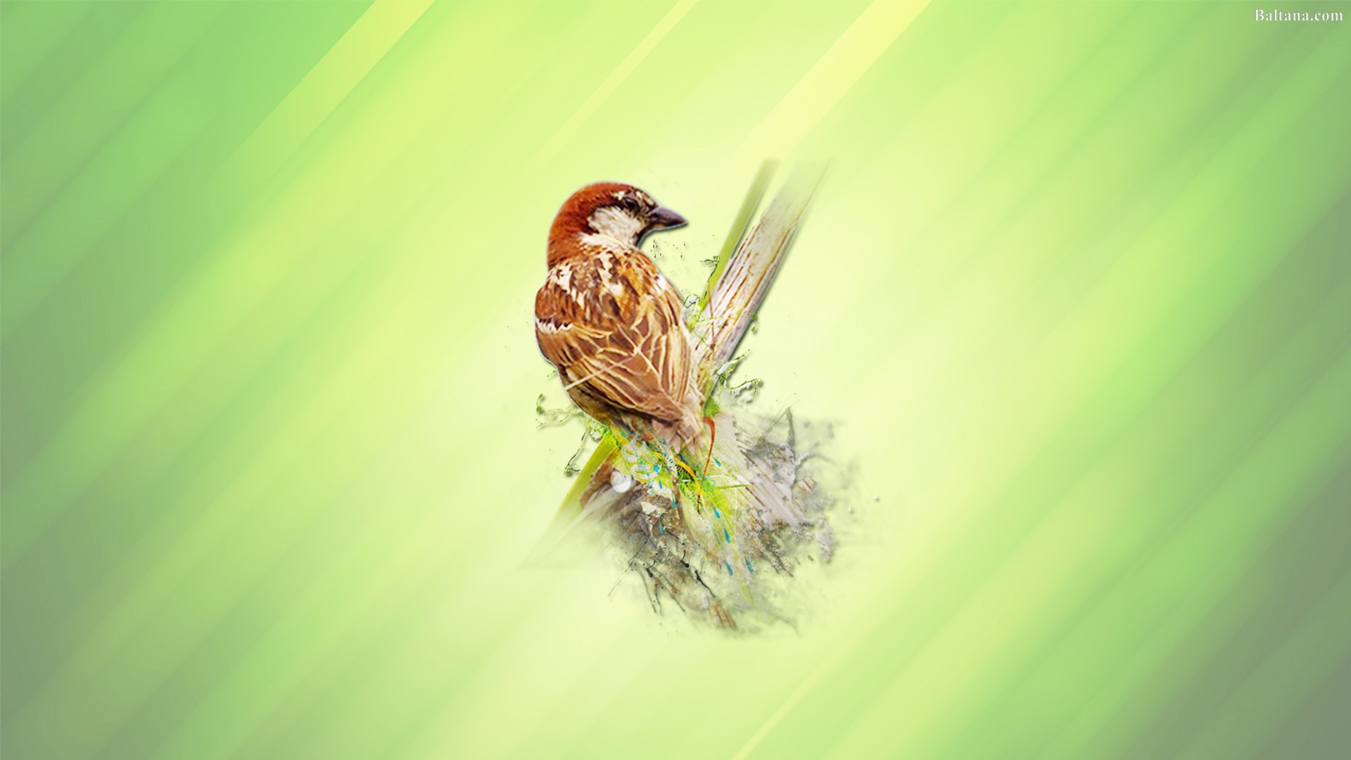 Sparrow Wallpapers