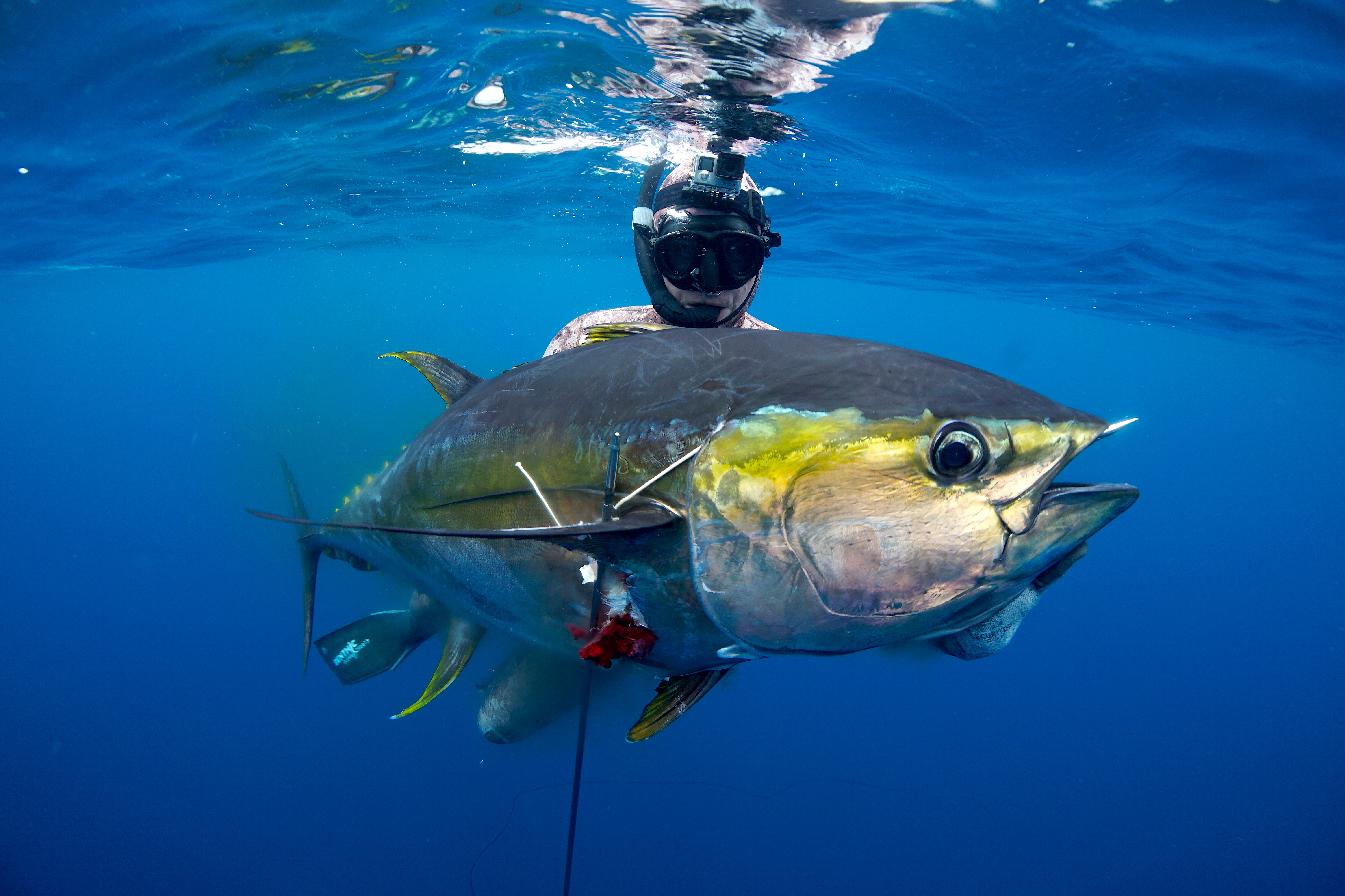 Spearfishing Wallpapers