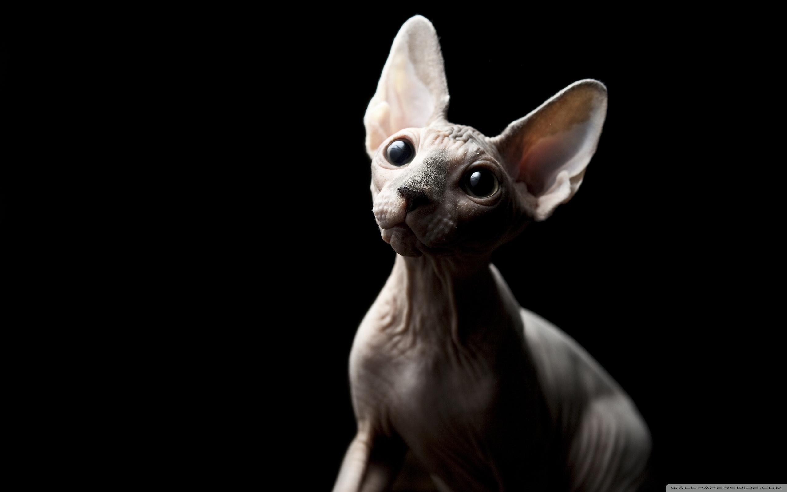 Sphynx Cat Wallpapers