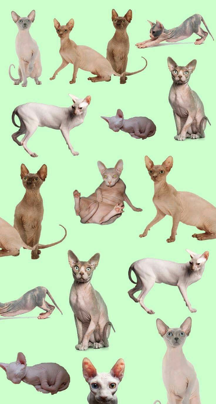 Sphynx Cat Wallpapers