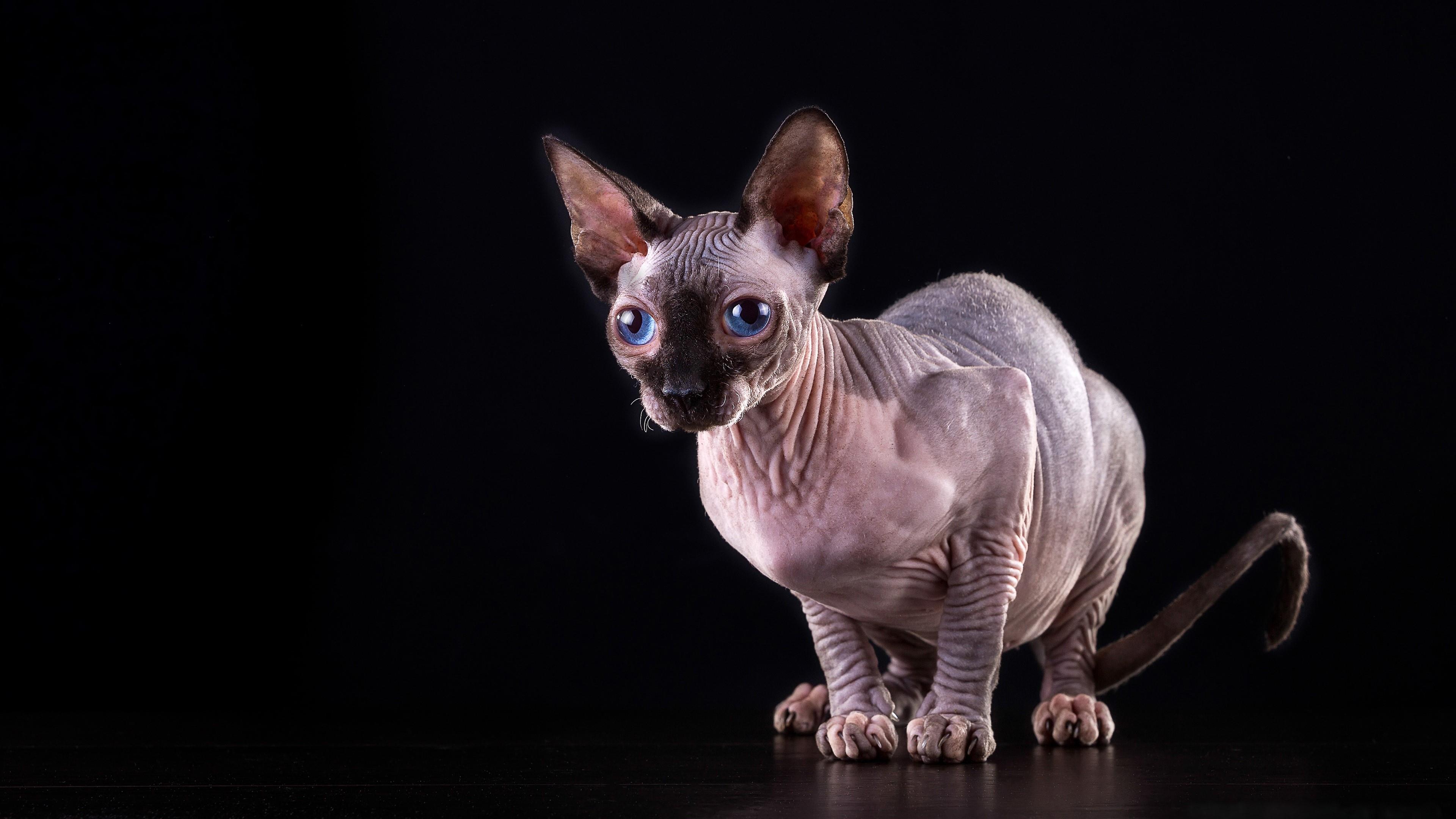 Sphynx Cat Wallpapers