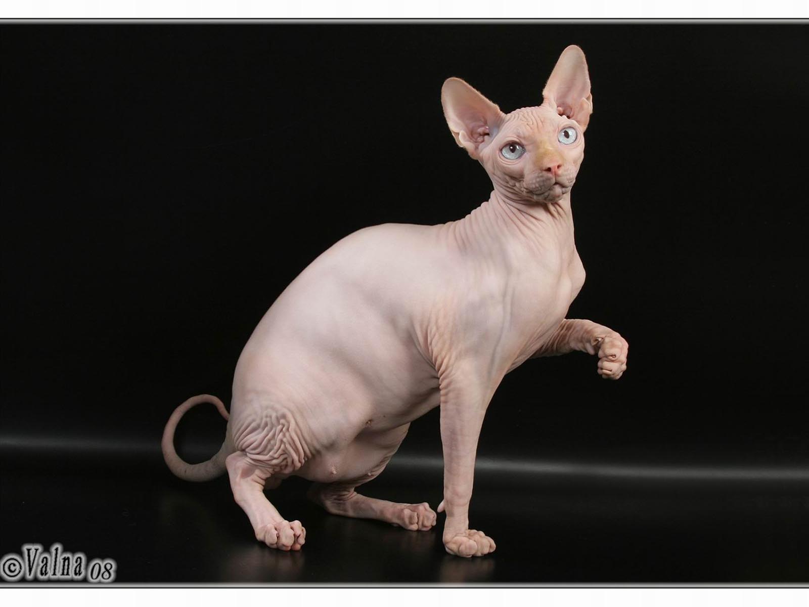 Sphynx Cat Wallpapers