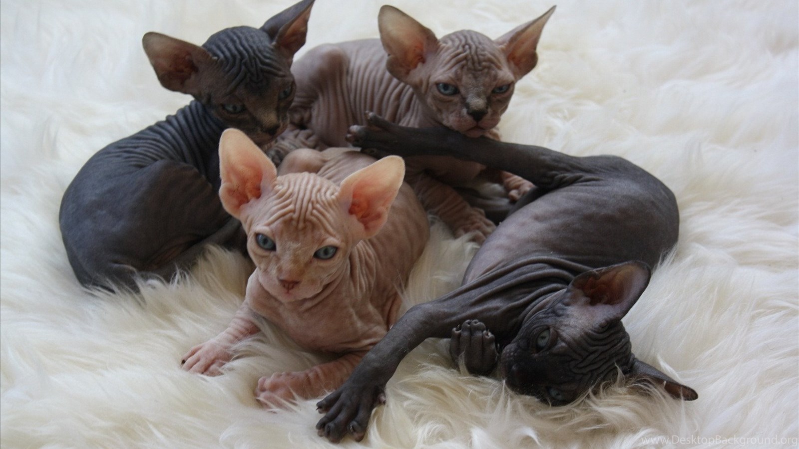 Sphynx Cat Wallpapers