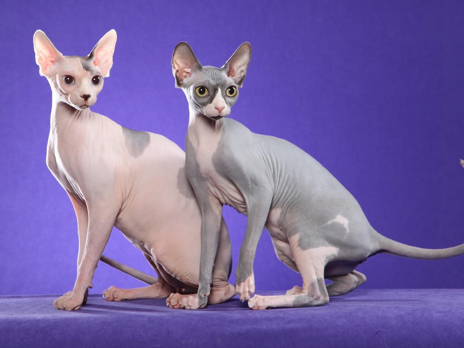 Sphynx Cat Wallpapers