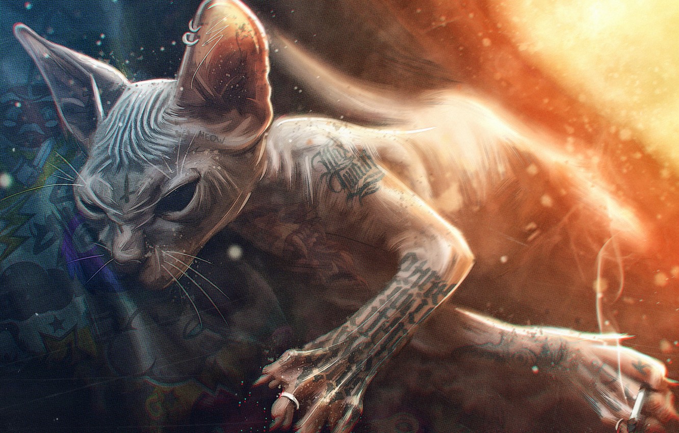 Sphynx Cat Wallpapers