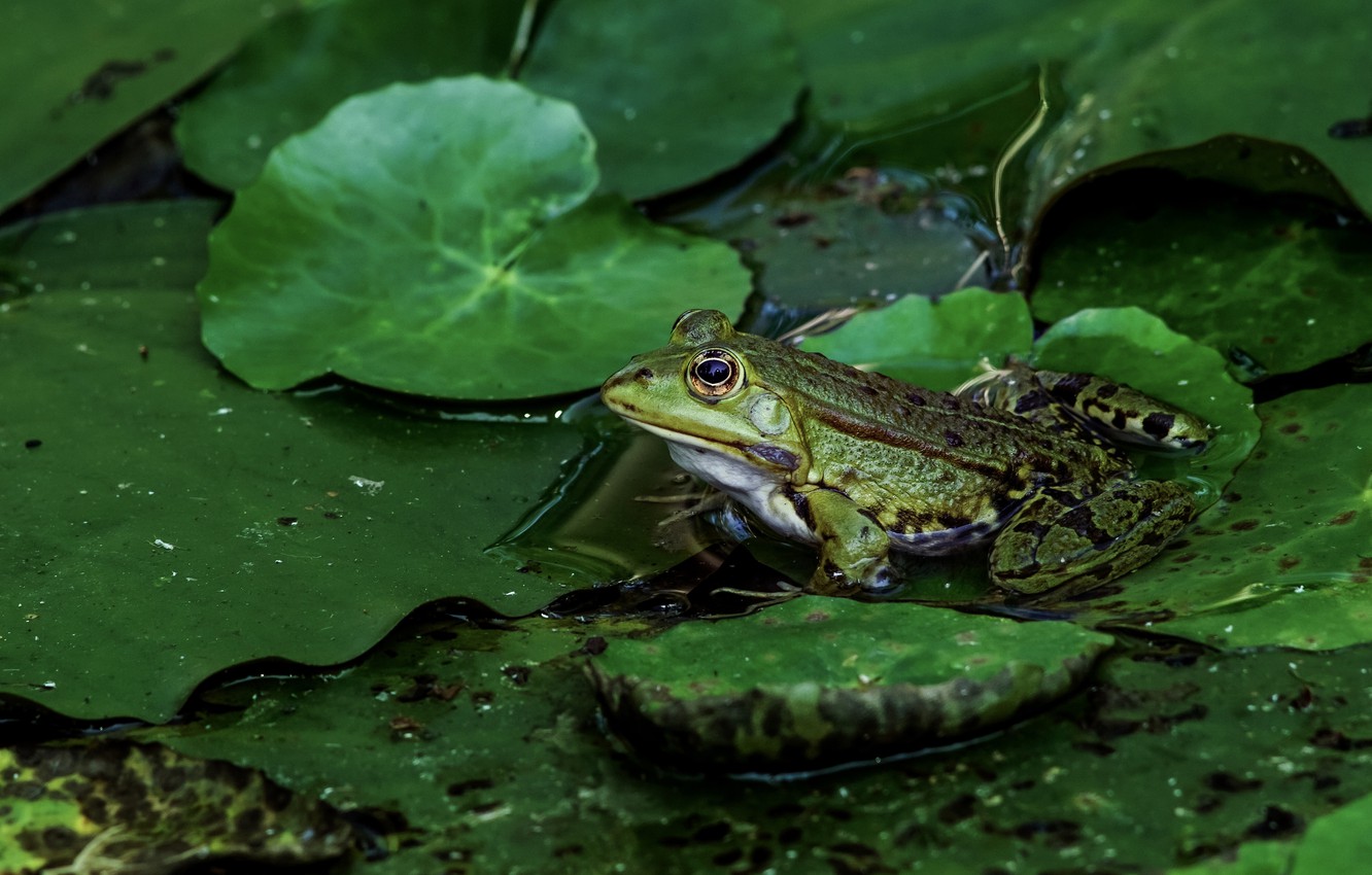 Spotted Lake Wallpapers