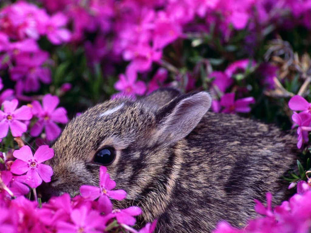 Spring Animals Desktop Wallpapers