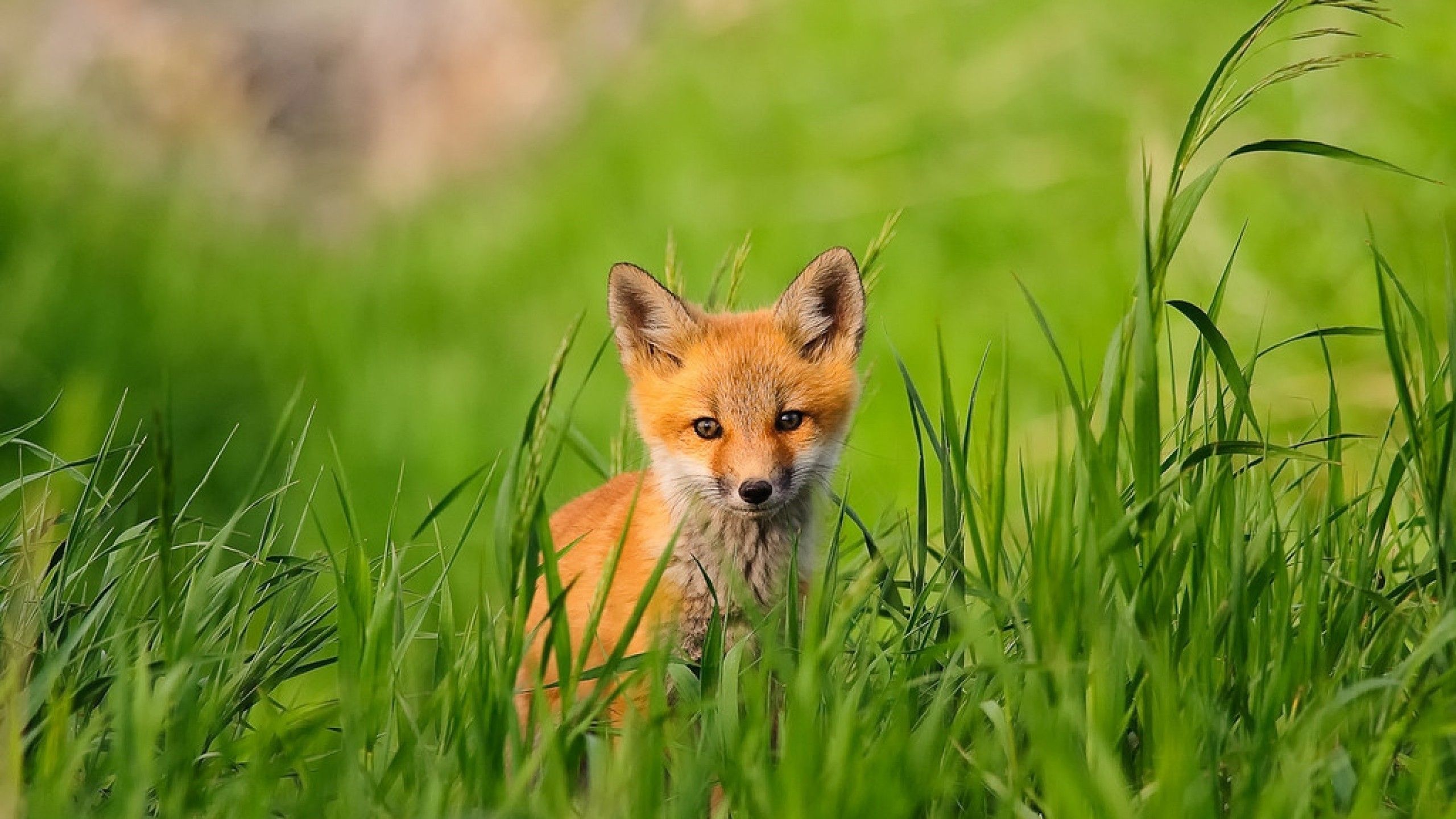 Spring Animals Desktop Wallpapers