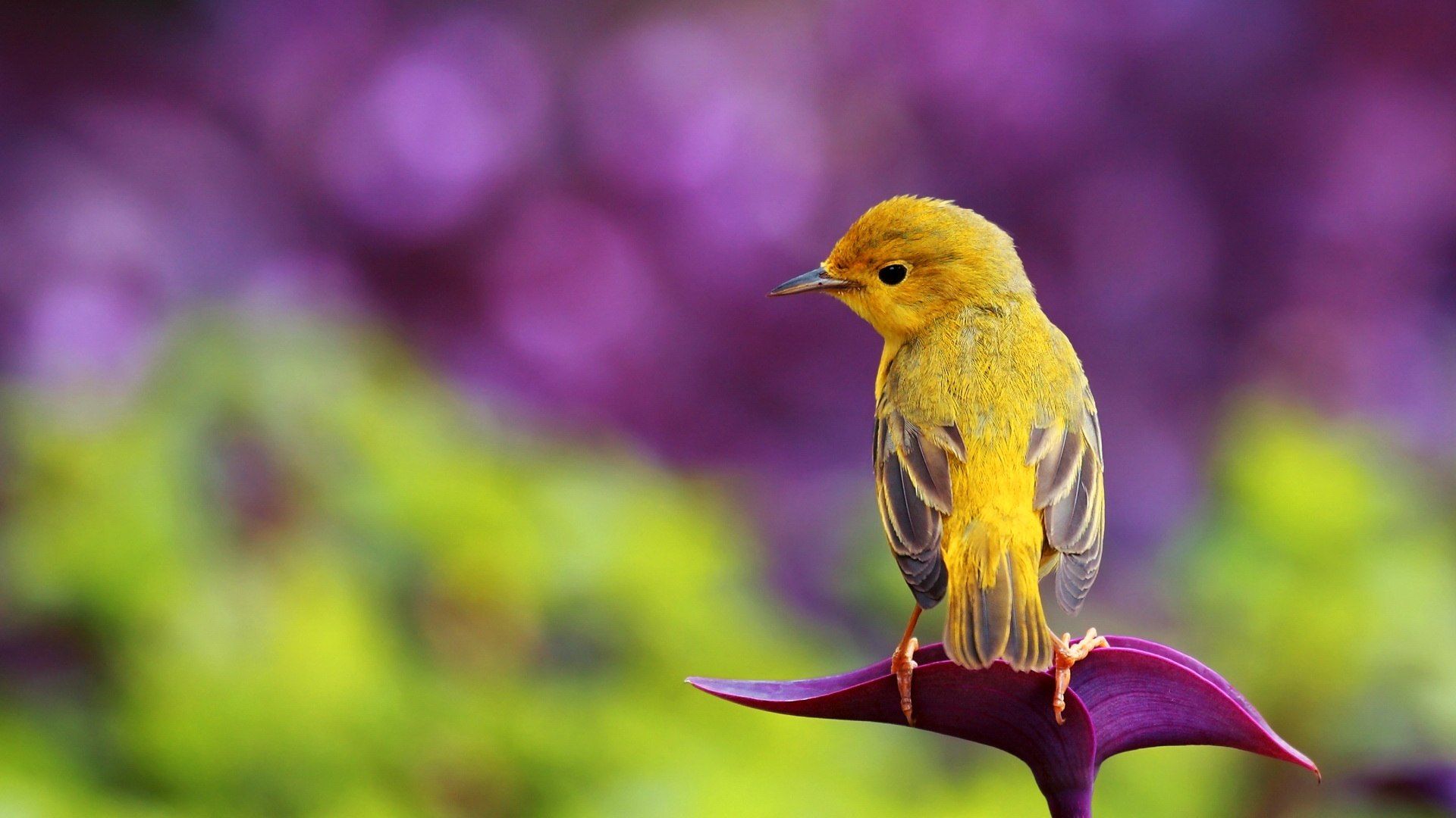 Spring Animals Desktop Wallpapers