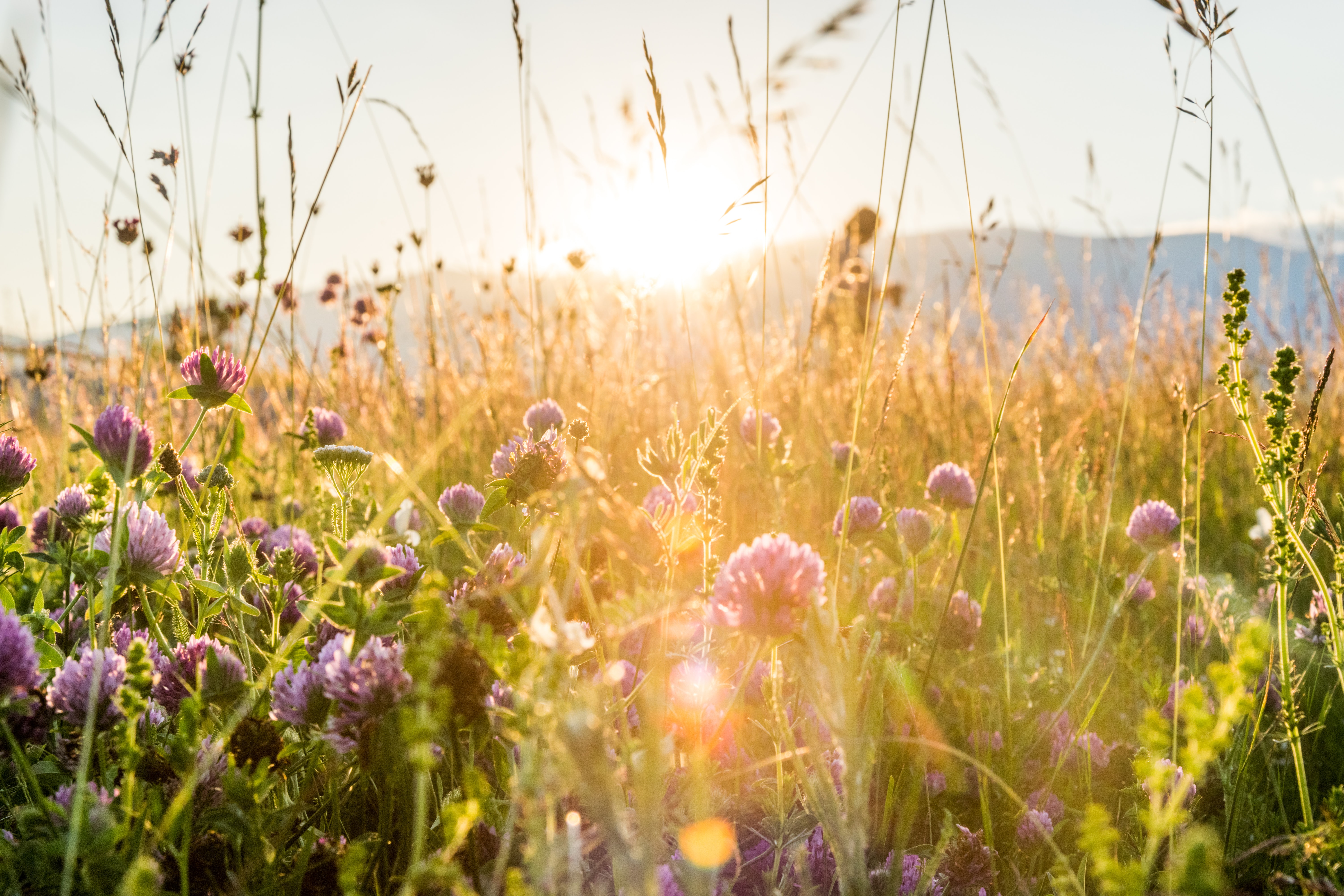 Spring Backgrounds For Computer