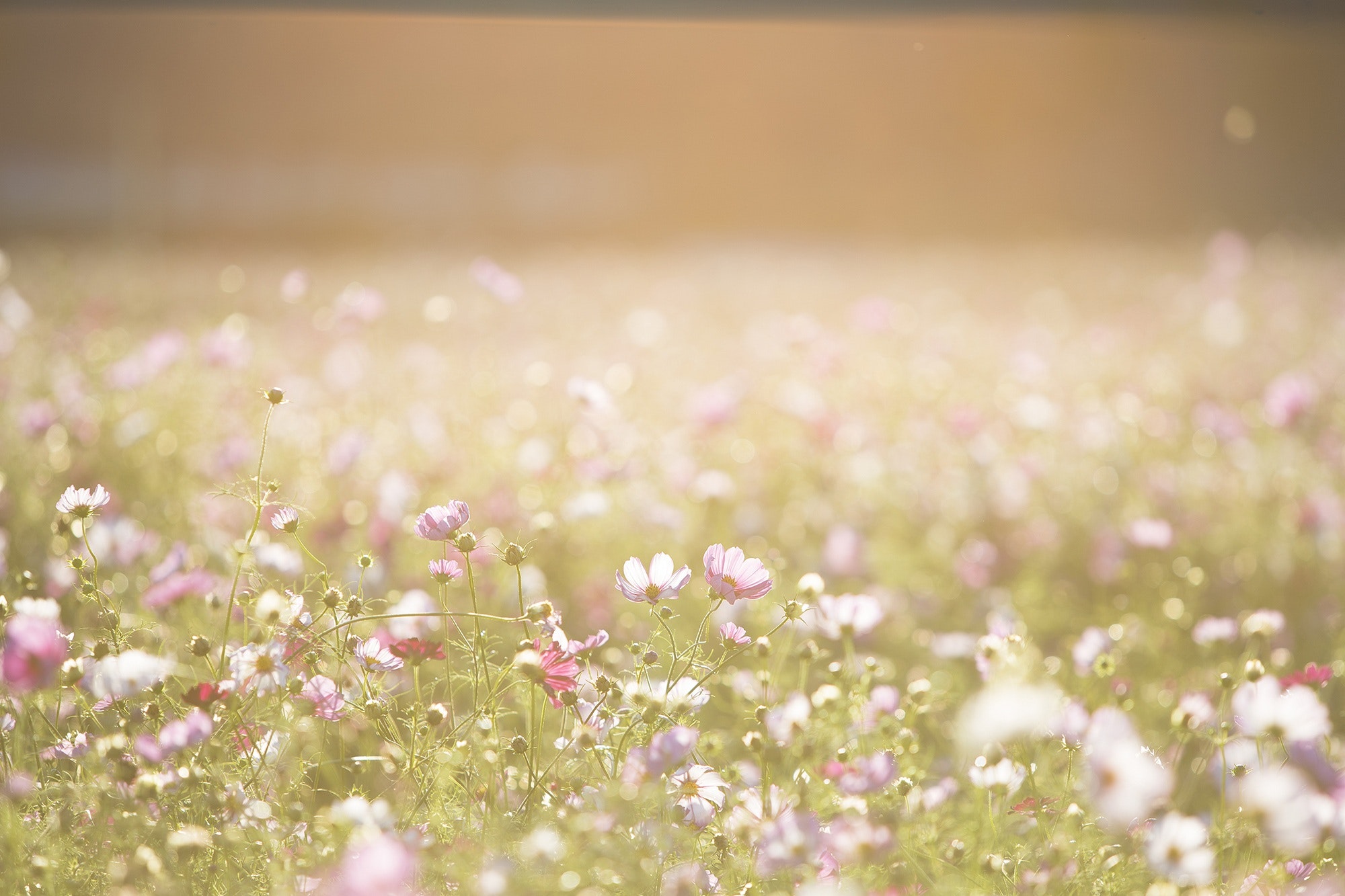 Spring Backgrounds For Computer