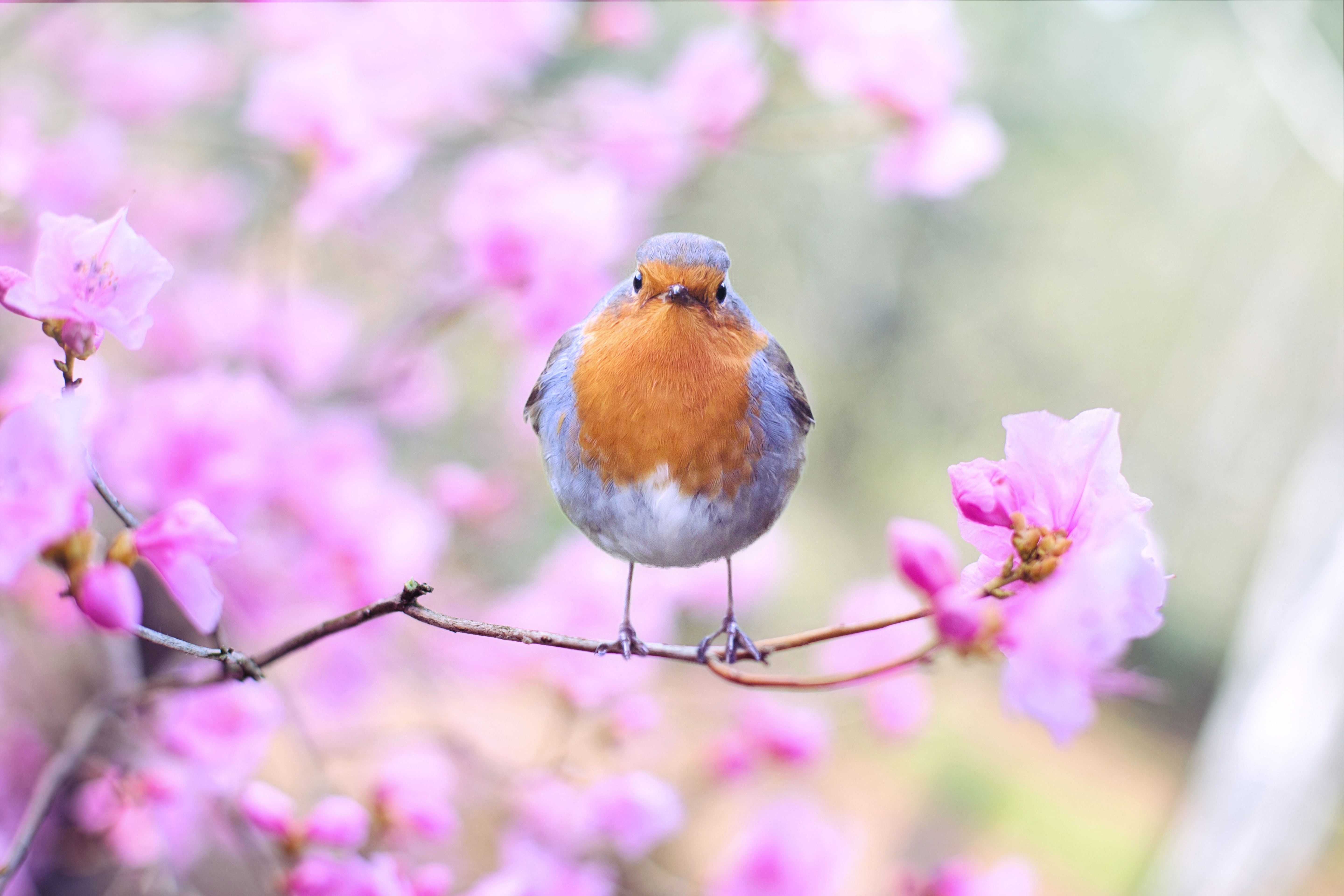 Spring Backgrounds For Computer