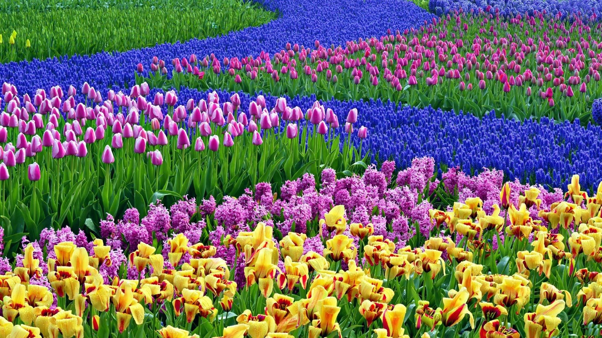 Spring Backgrounds For Computer