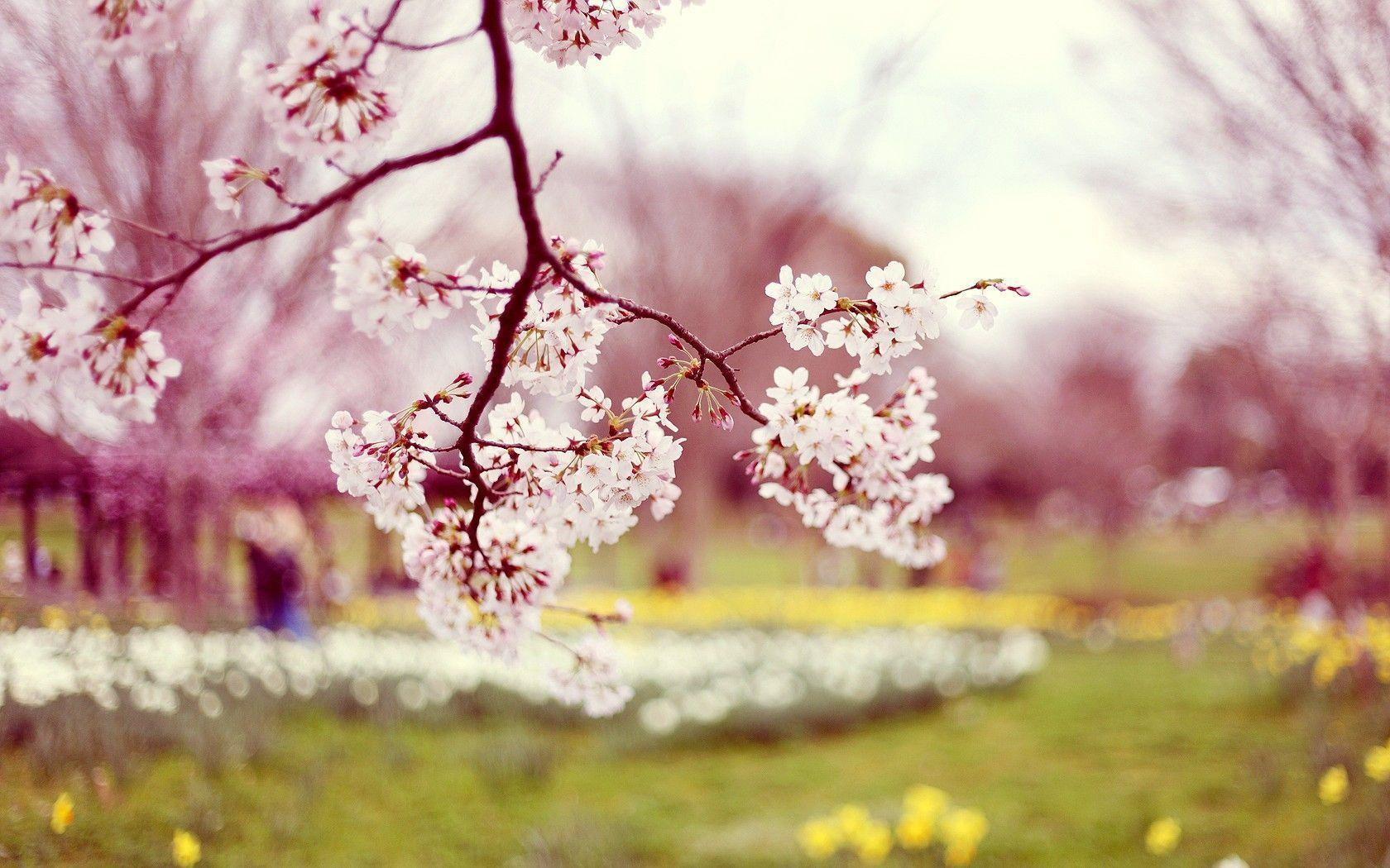 Spring Backgrounds For Computer