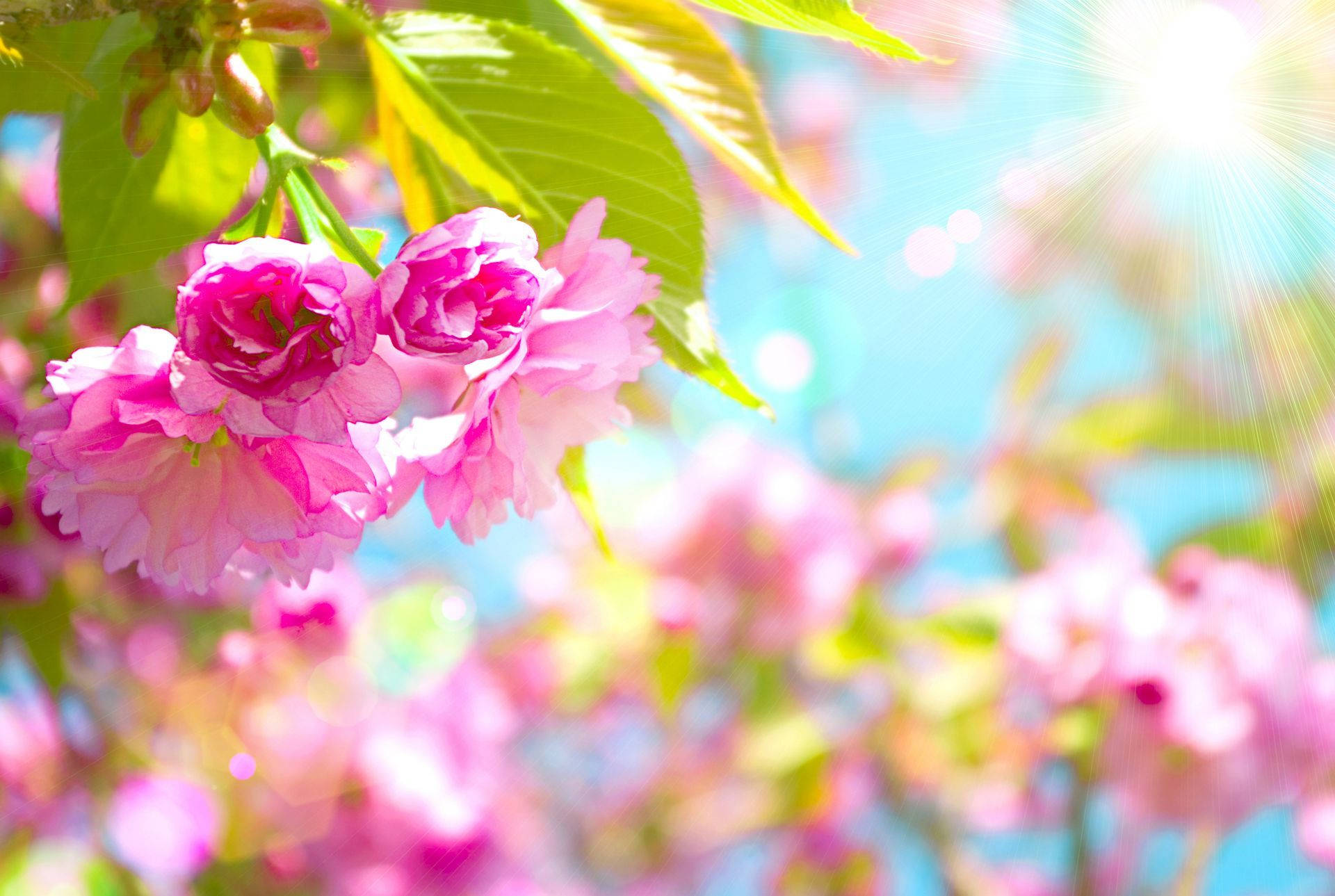 Spring Backgrounds For Computer