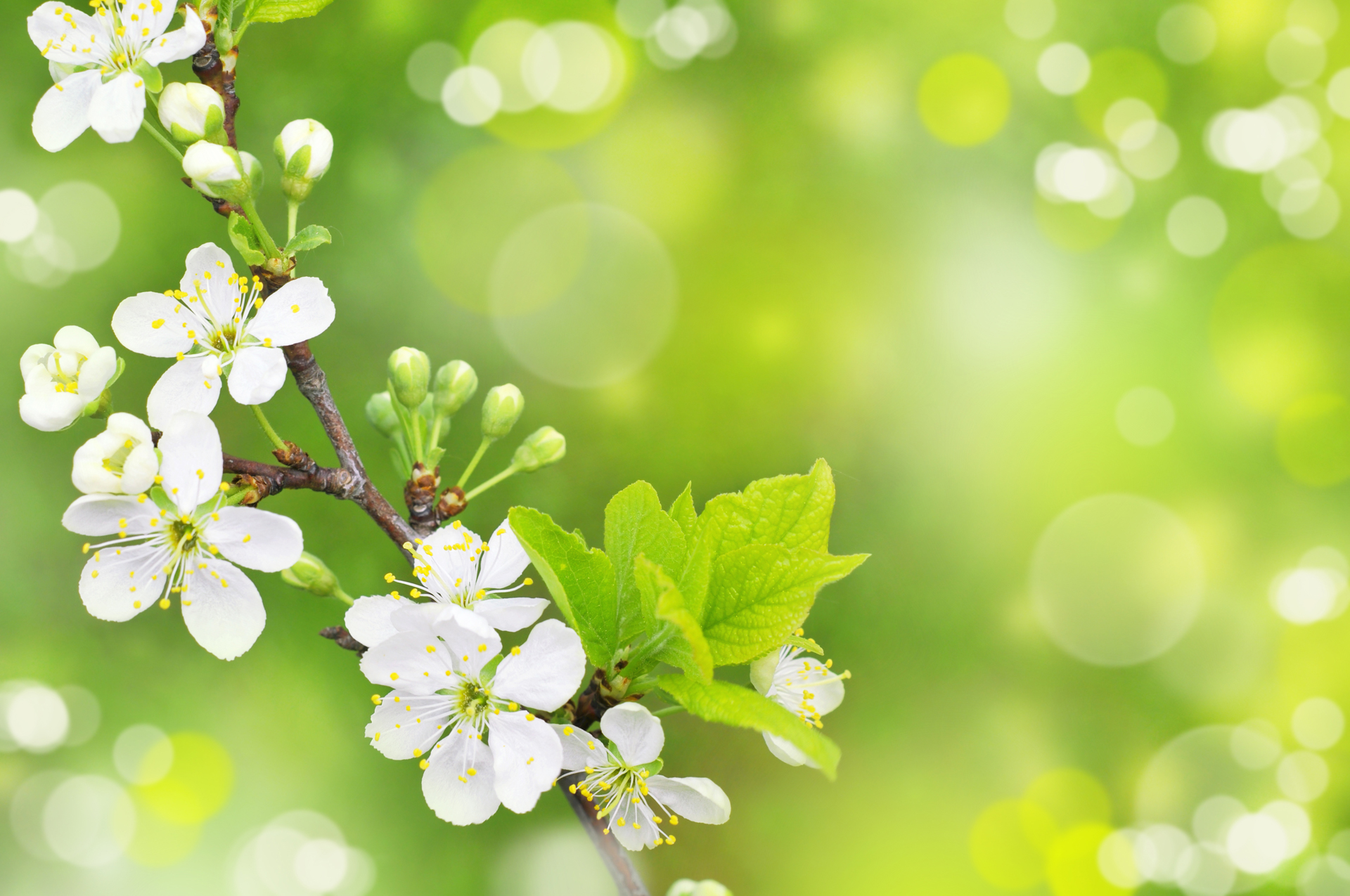 Spring Backgrounds For Computer