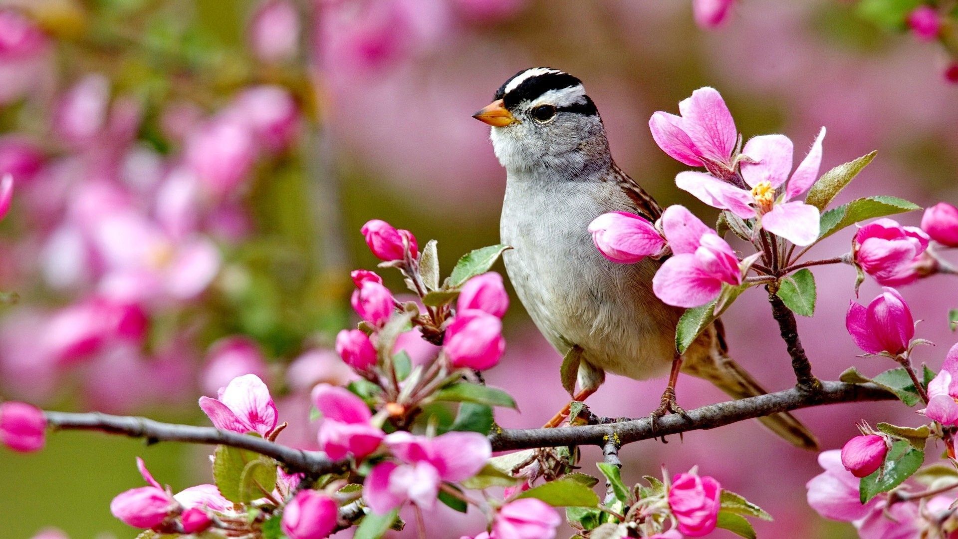 Spring Bird Wallpapers