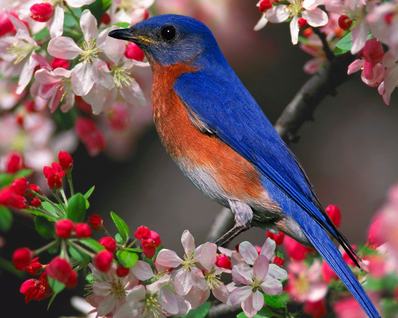 Spring Bird Wallpapers