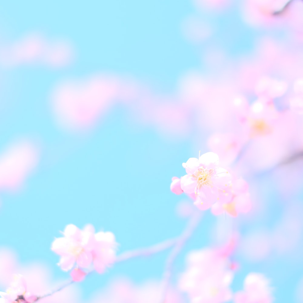 Spring Color Background