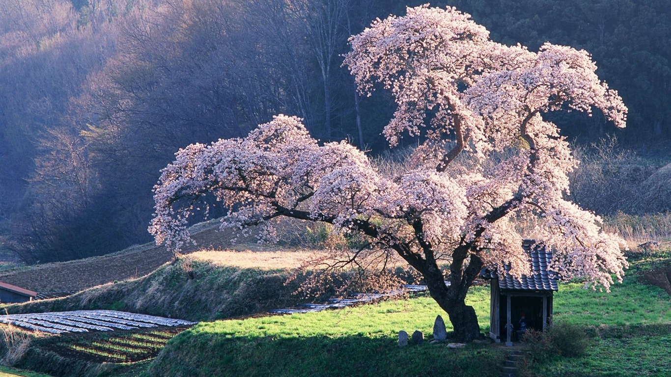 Spring Countryside Wallpapers