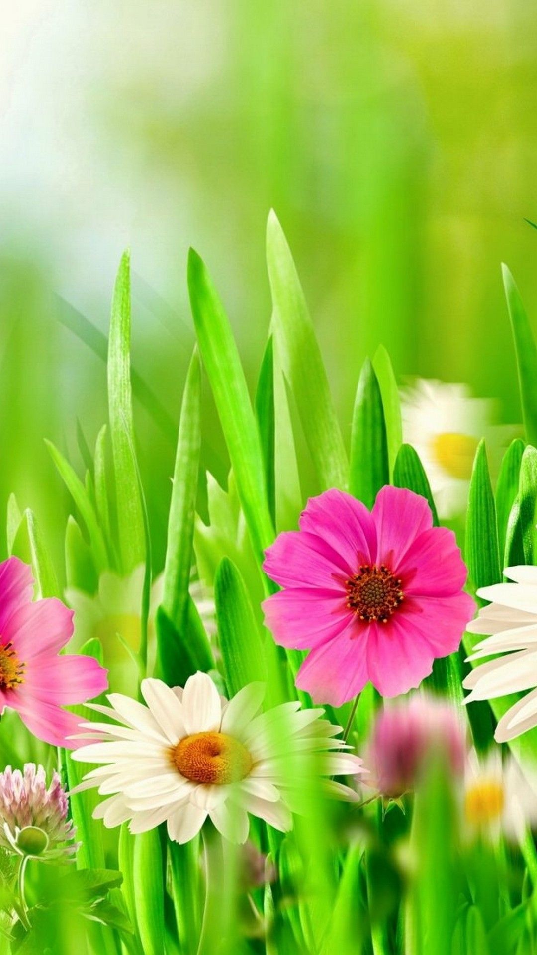 Spring Floral Iphone Wallpapers