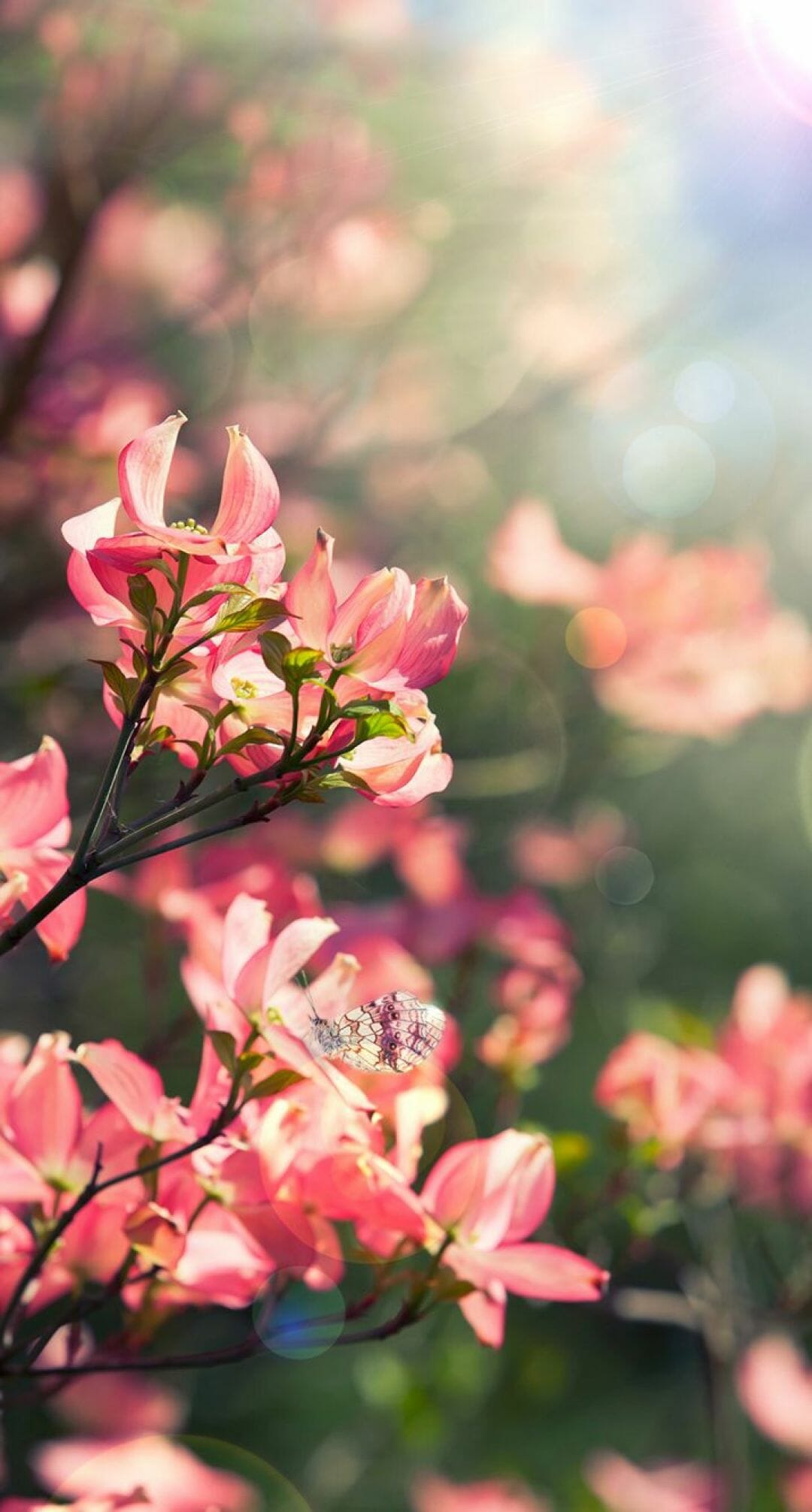 Spring Floral Iphone Wallpapers