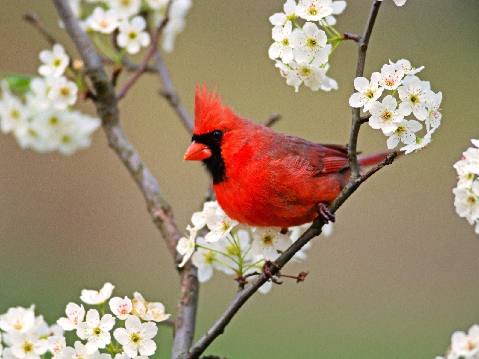 Spring Flowers And Birds Wallpapers