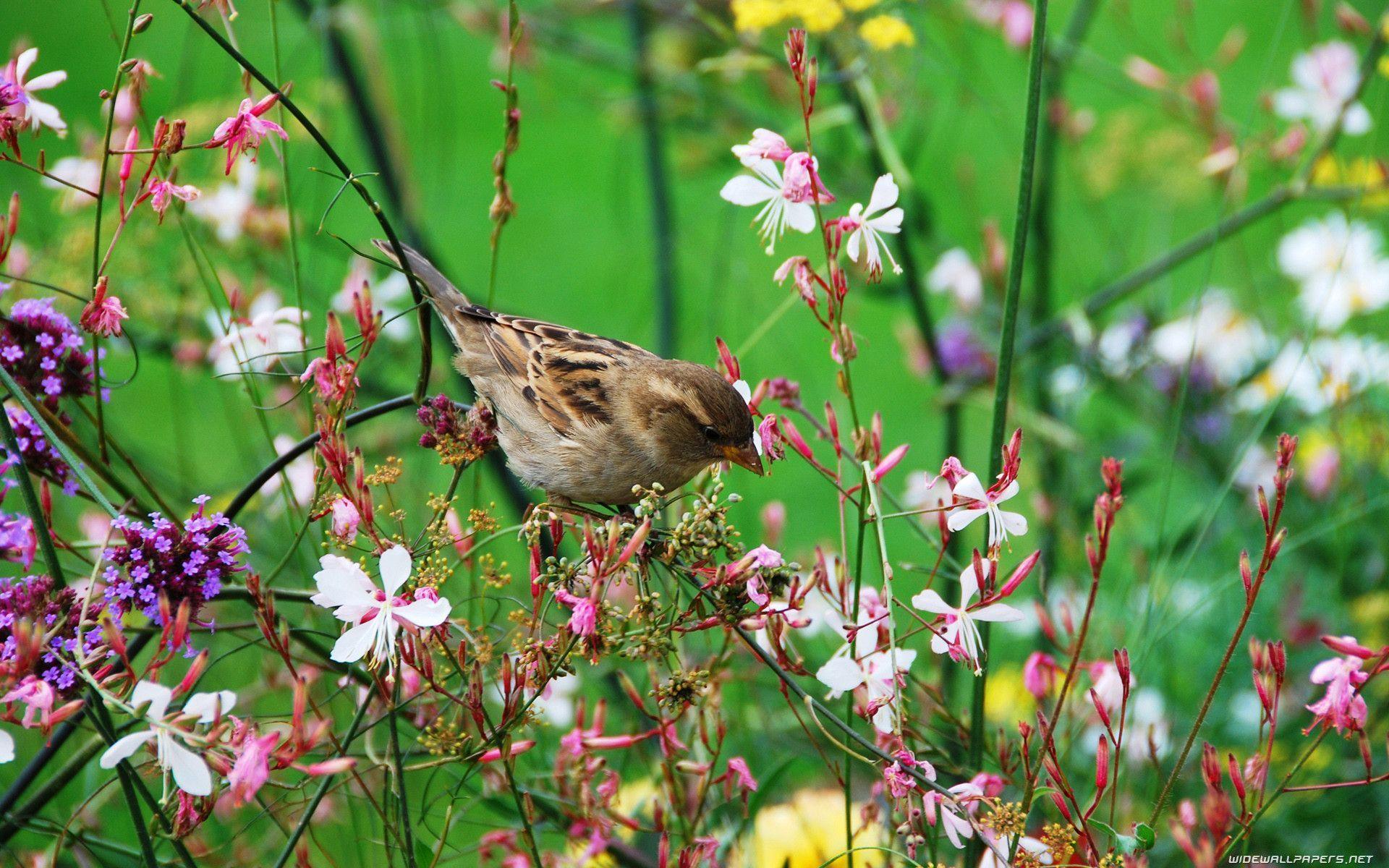 Spring Flowers And Birds Wallpapers