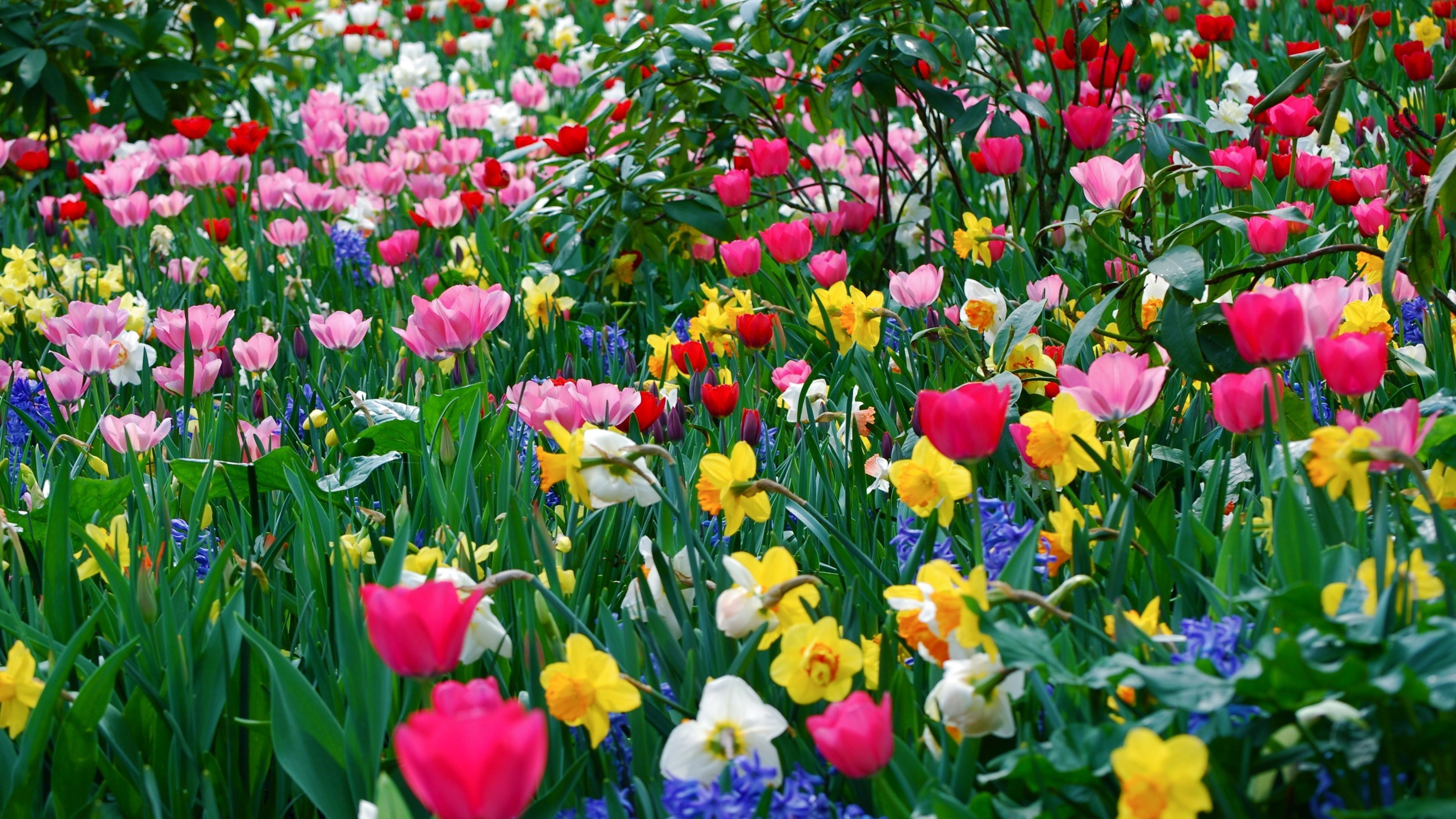 Spring Flowers Background Desktop