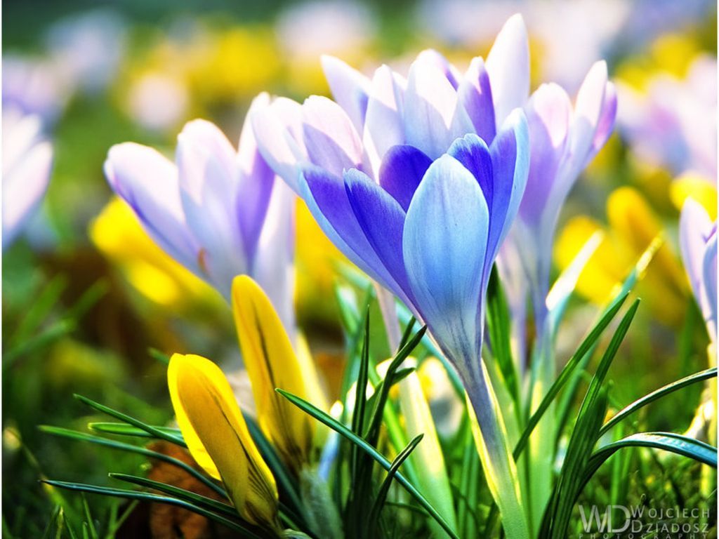 Spring Flowers Background Desktop