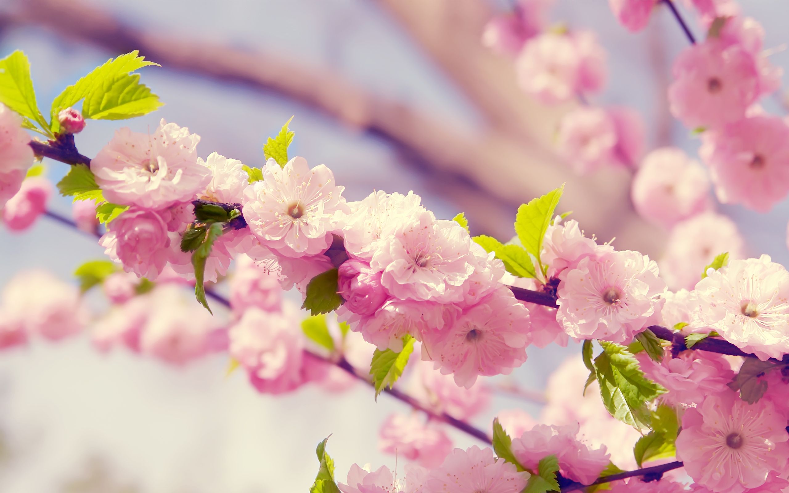 Spring Flowers Background Desktop