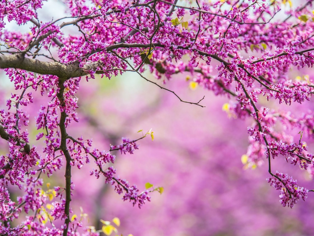 Spring Flowers Background Desktop