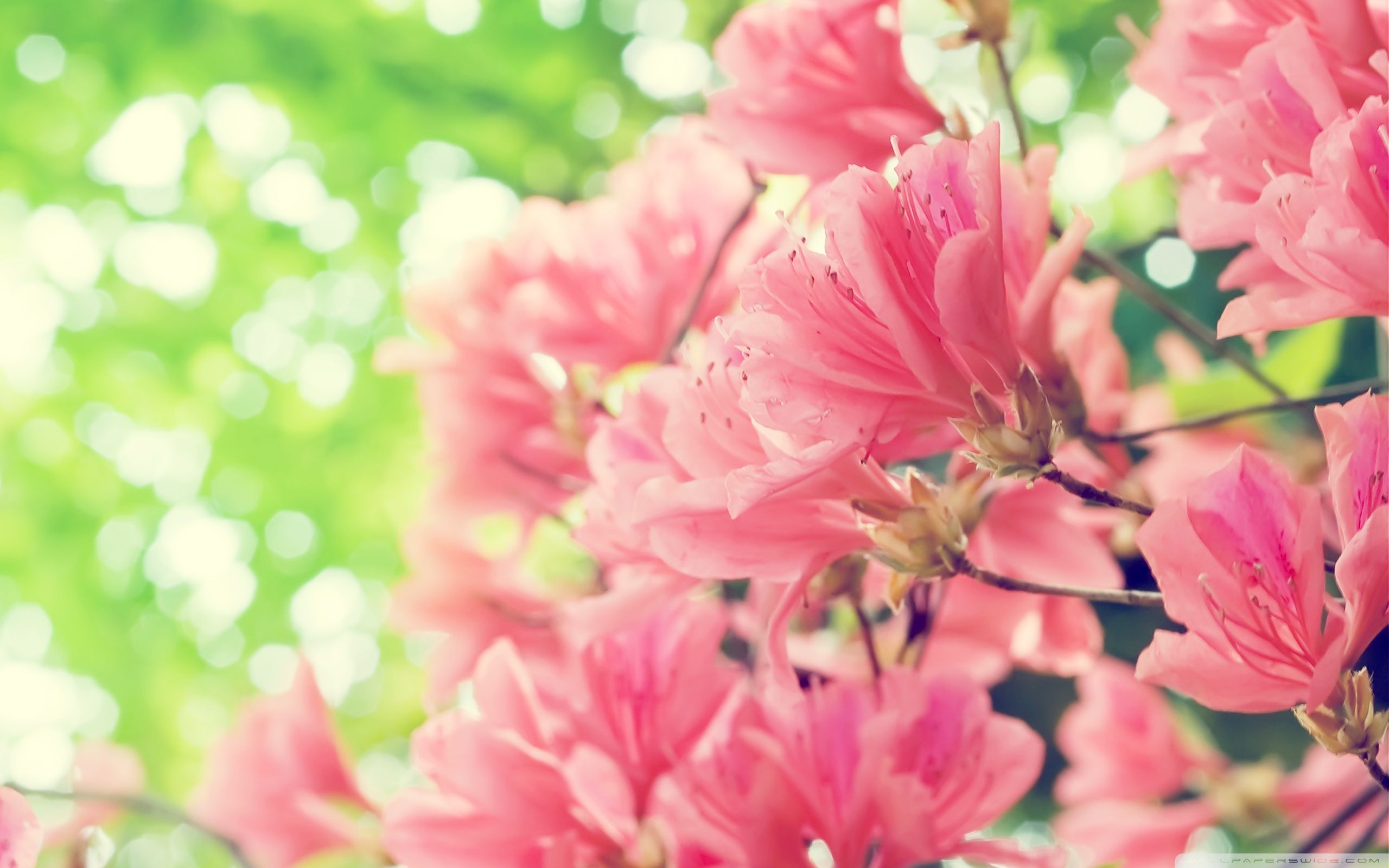 Spring Flowers Background Desktop