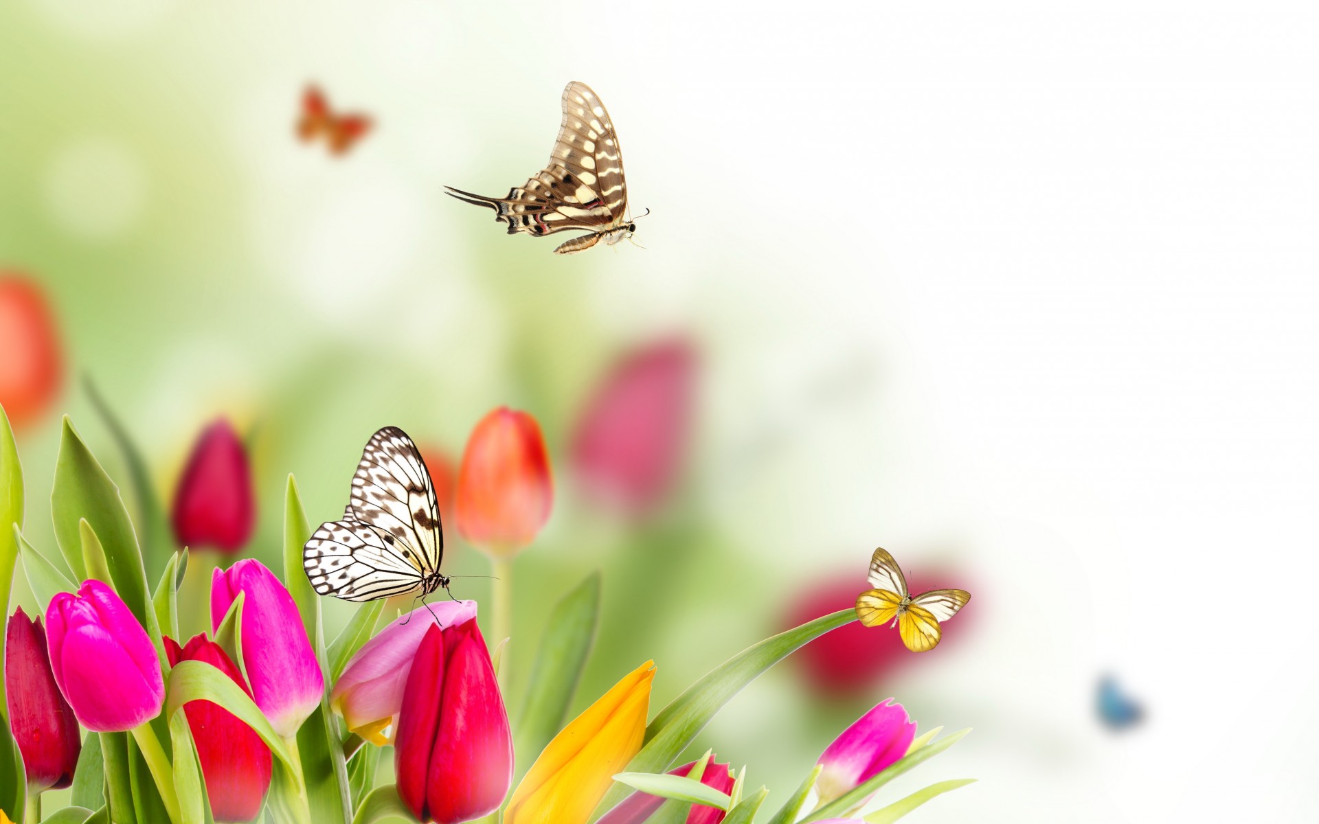 Spring Flowers Background Desktop