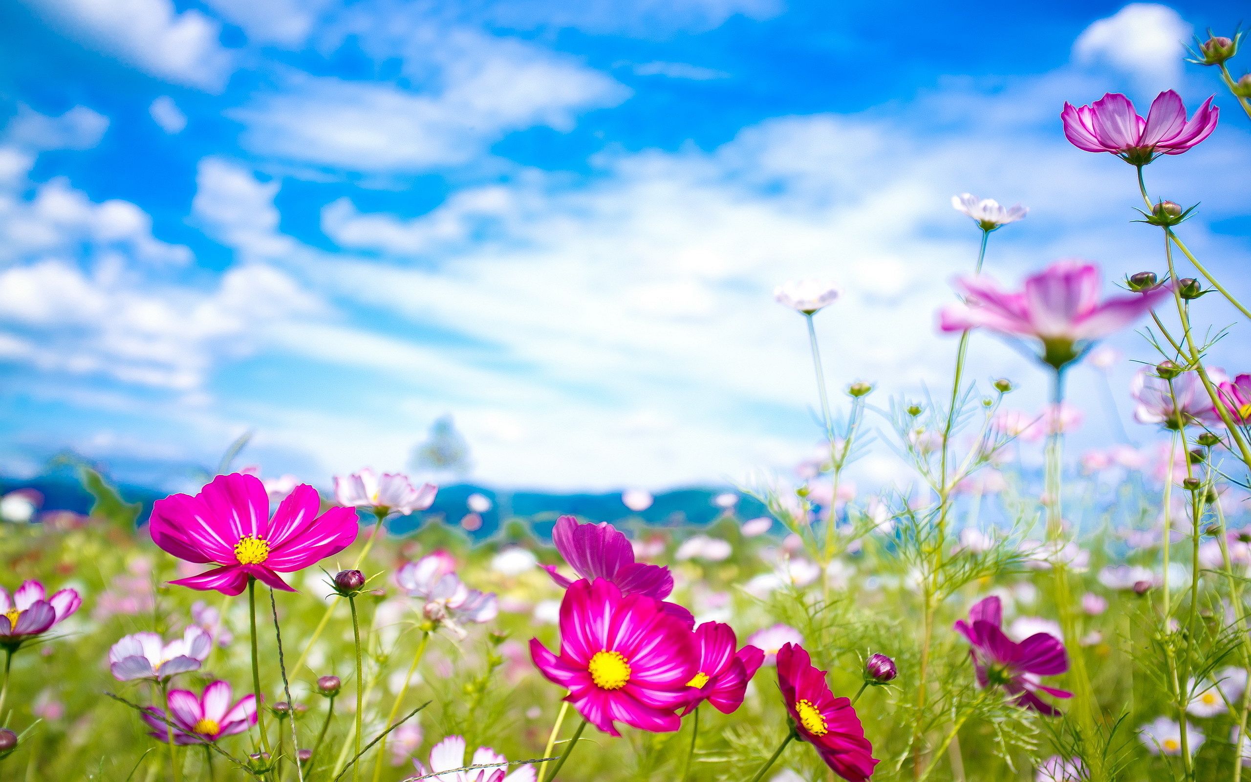 Spring Flowers Desktop Background