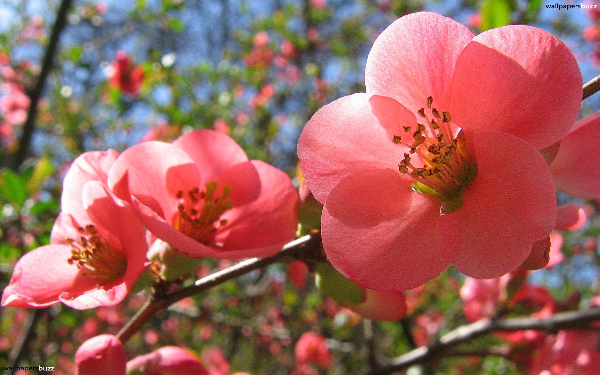 Spring Flowers Desktop Background