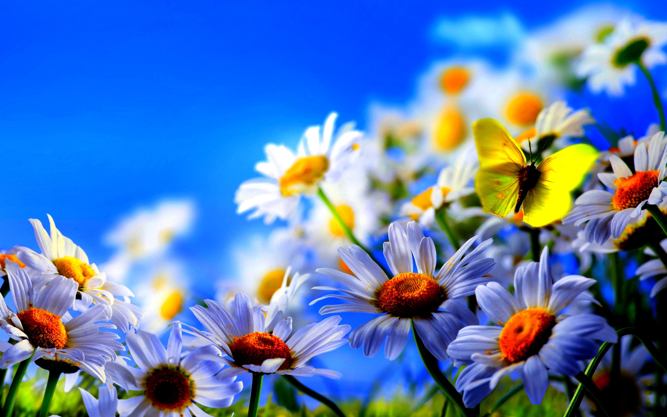 Spring Flowers Desktop Background