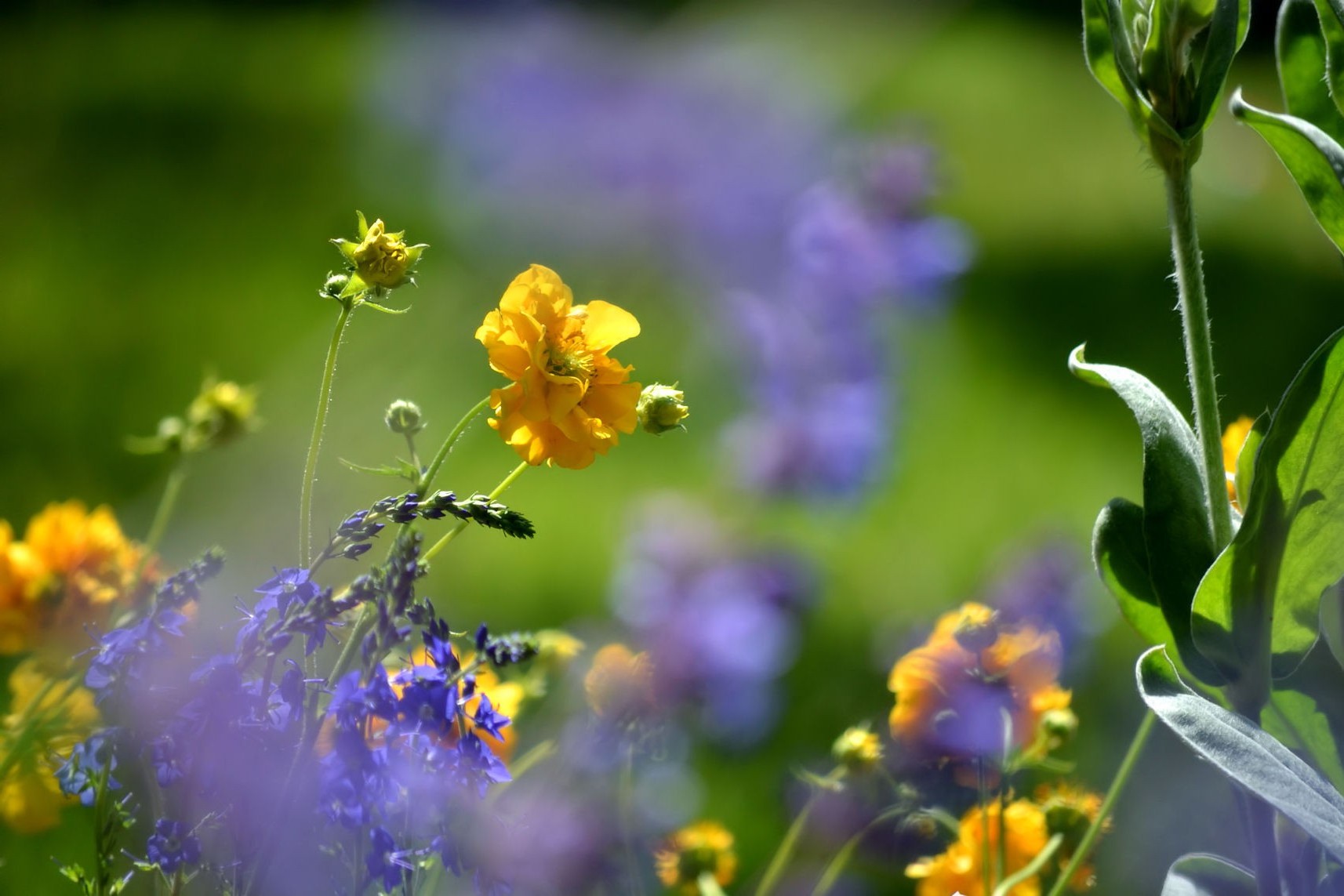 Spring Flowers Desktop Background