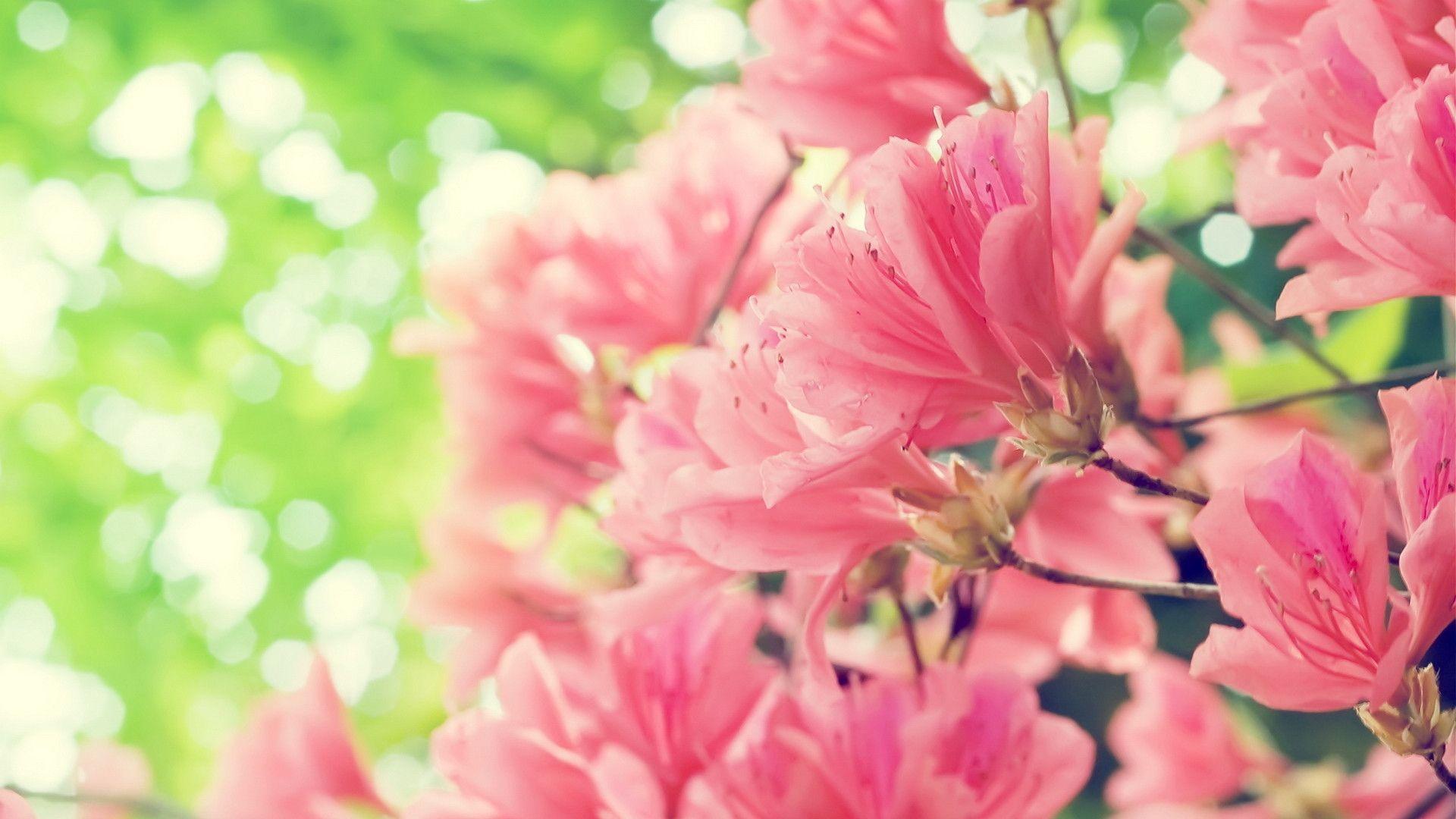 Spring Flowers Desktop Background