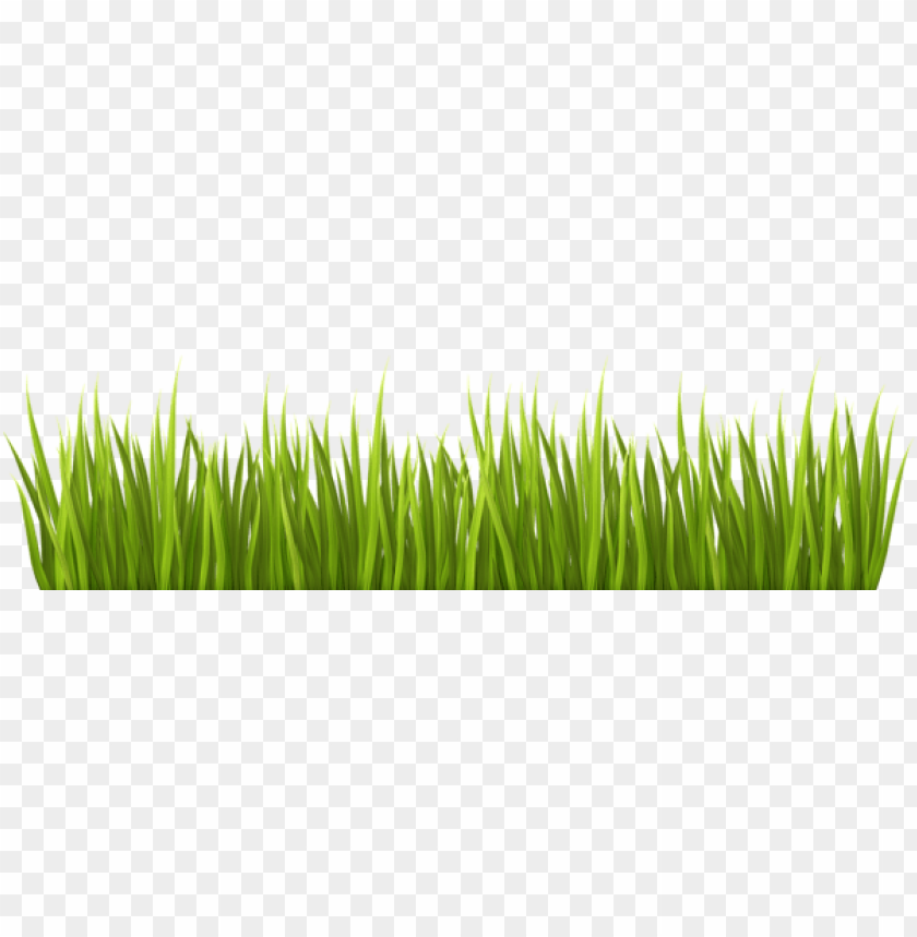 Spring Grass Background