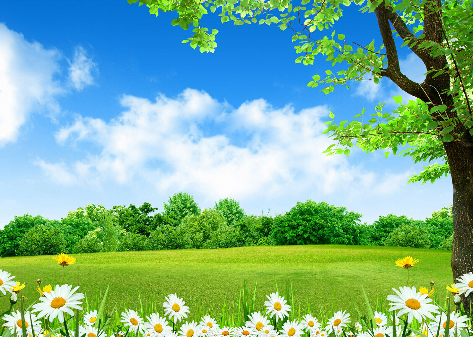 Spring Grass Background