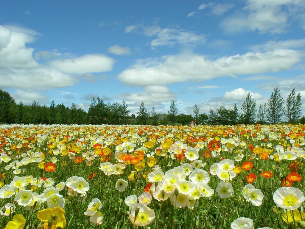 Spring Meadow Wallpapers