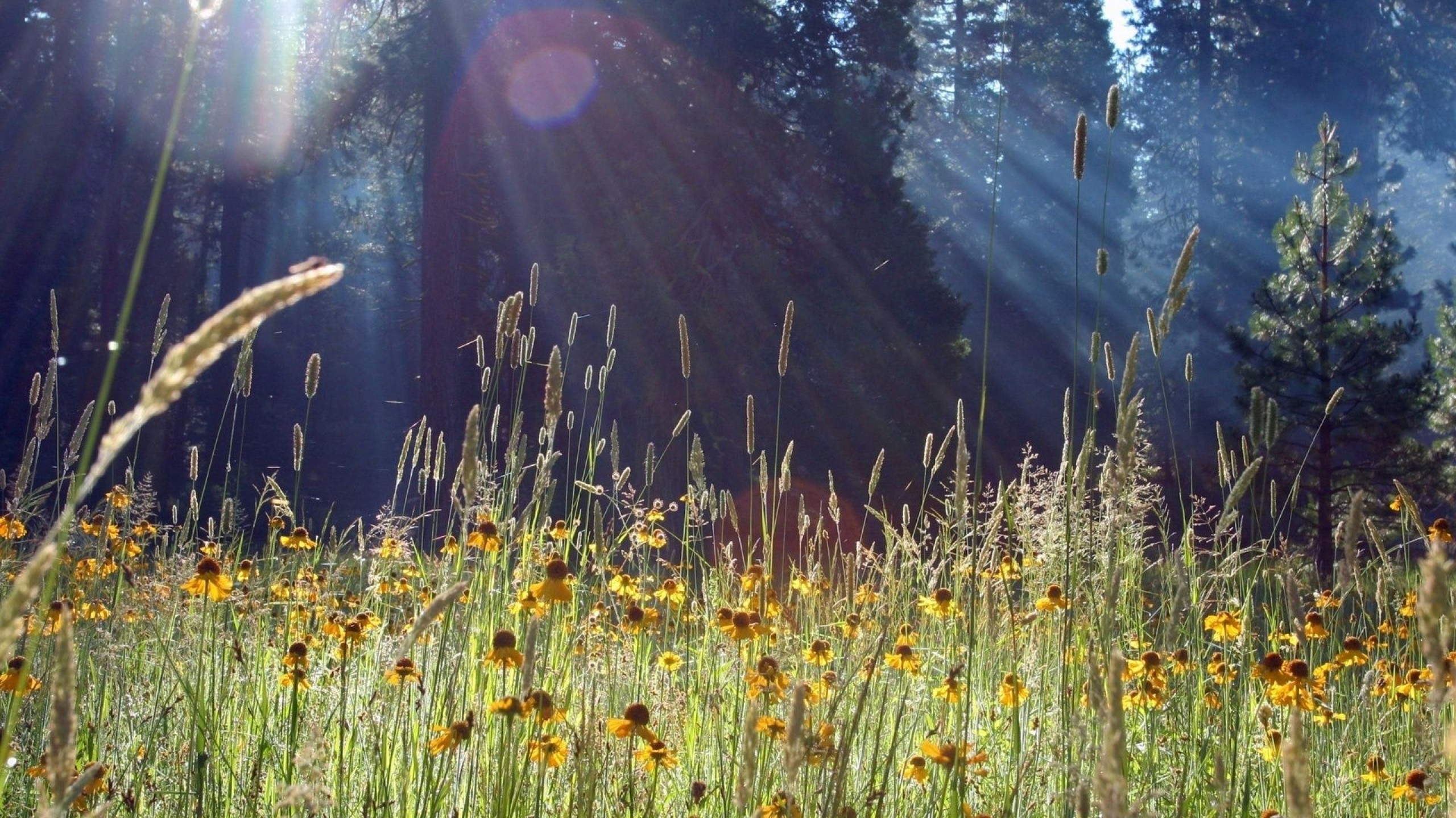 Spring Meadow Wallpapers