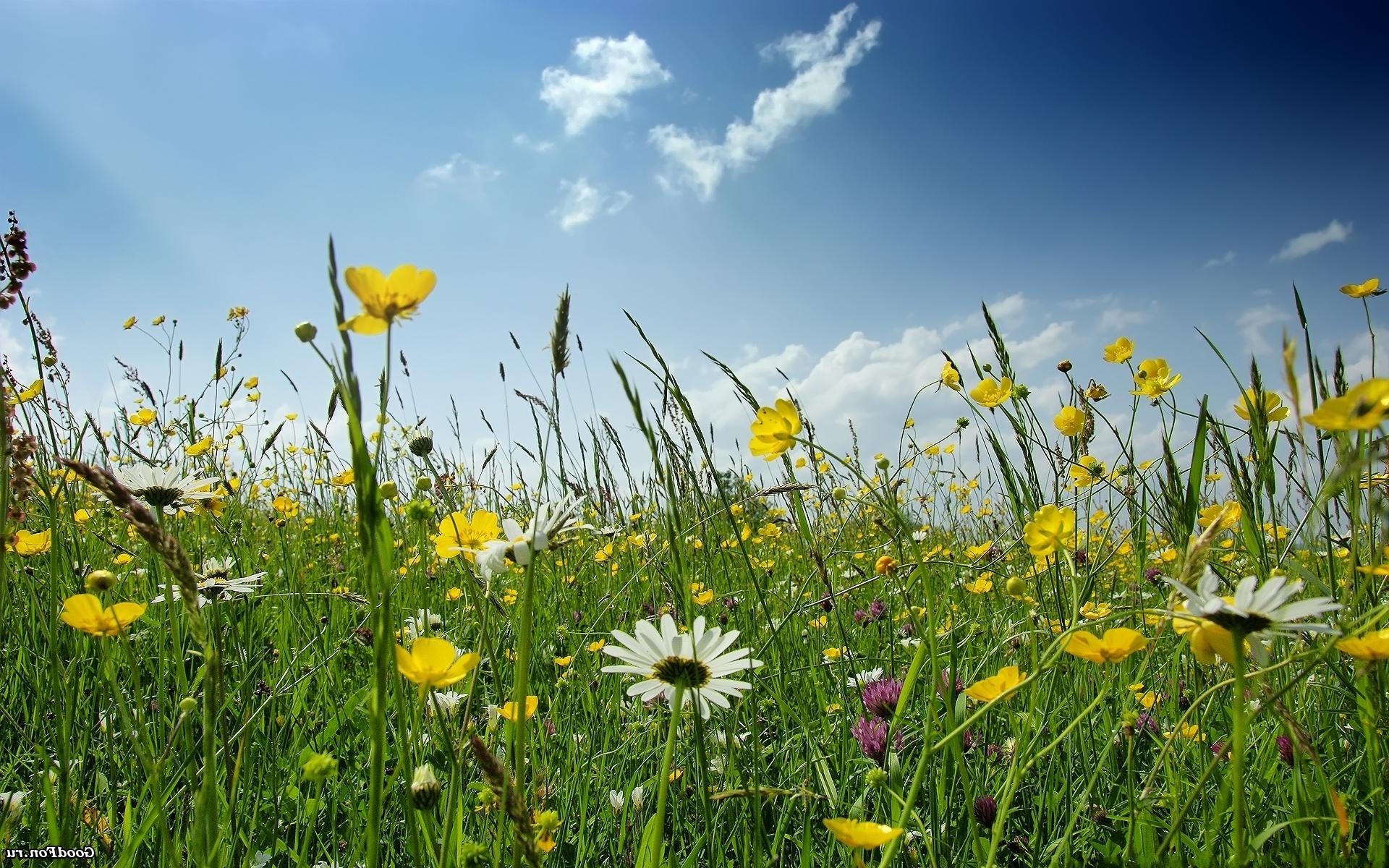 Spring Meadow Wallpapers