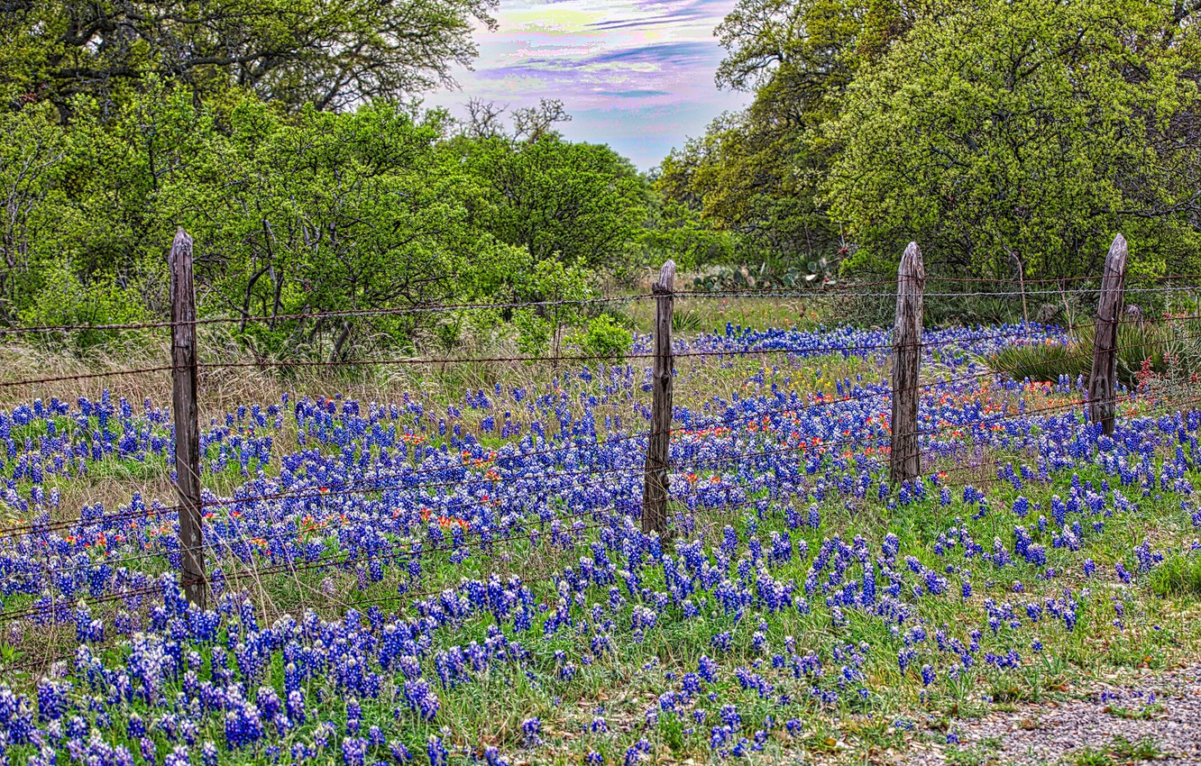 Spring Meadow Wallpapers