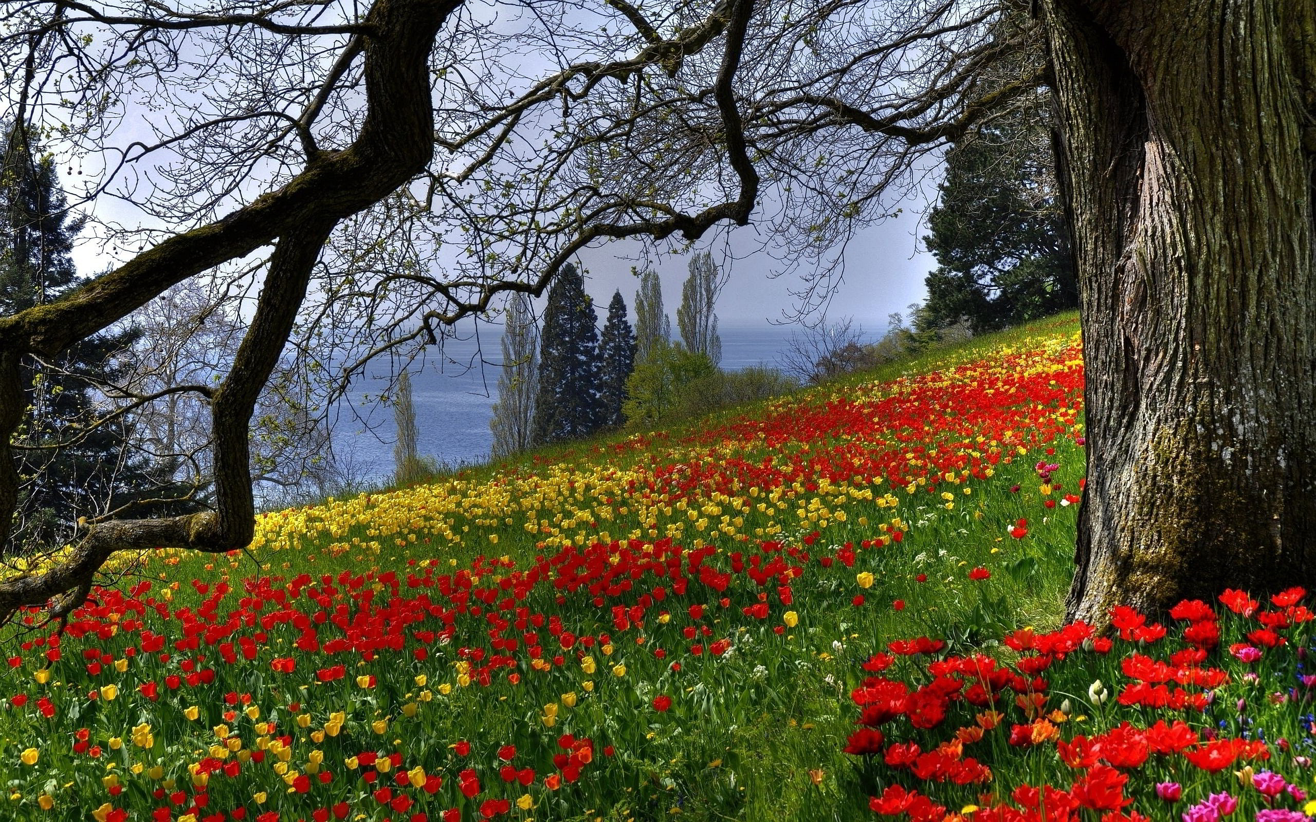 Spring Meadow Wallpapers