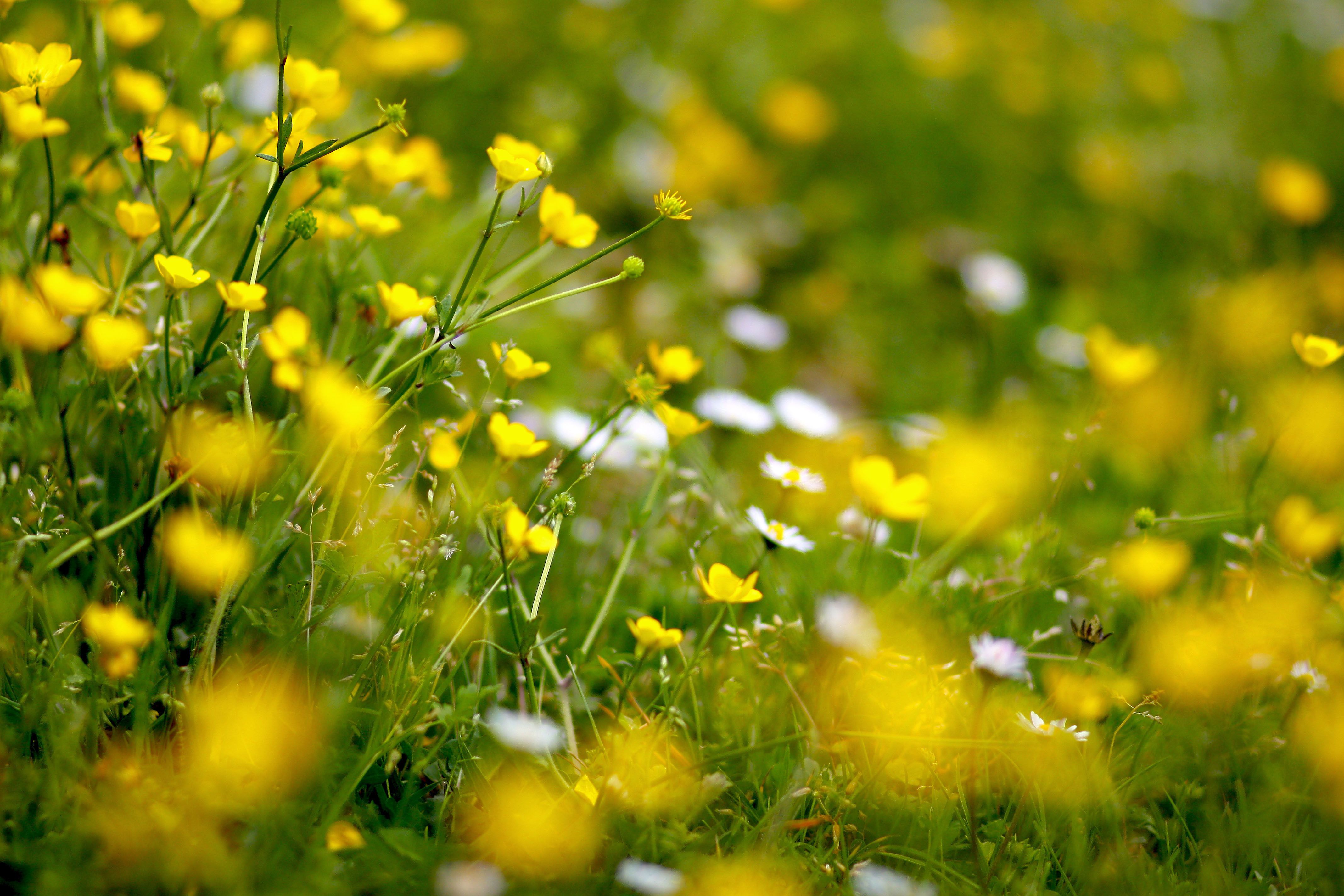 Spring Meadow Wallpapers